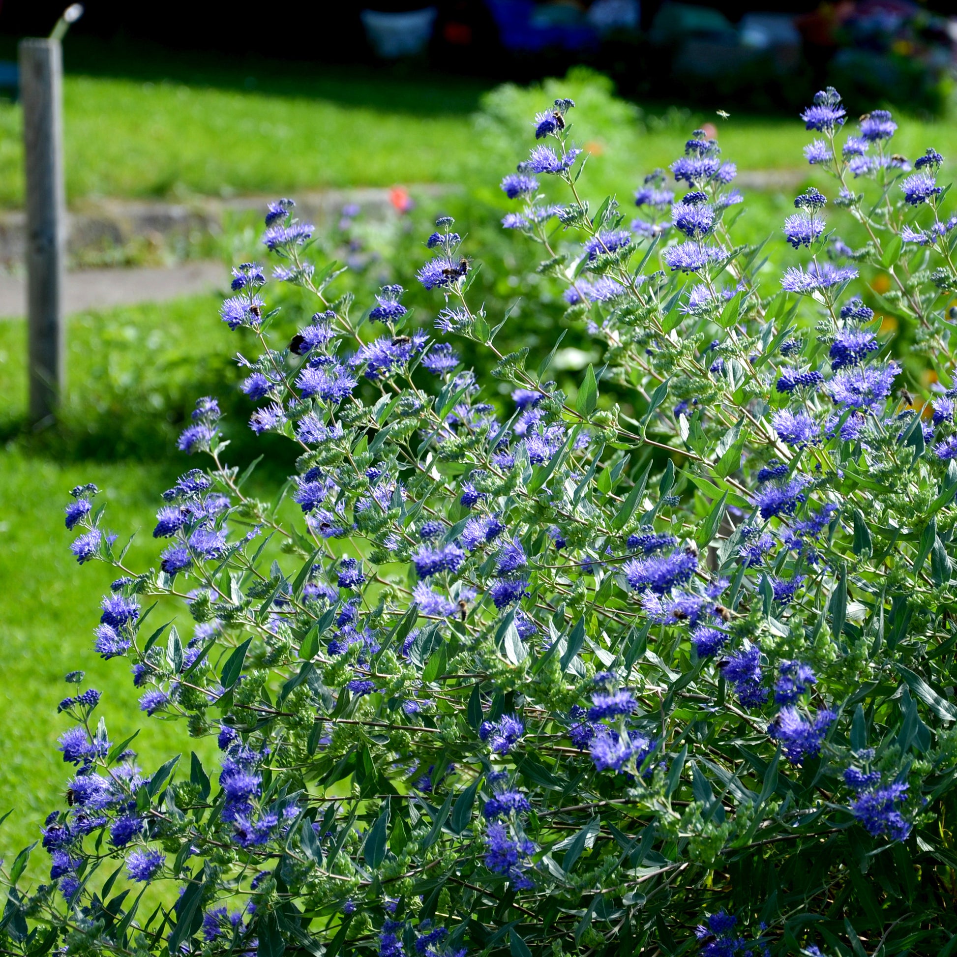 Verkauf Bartblume 'Heavenly Blue'