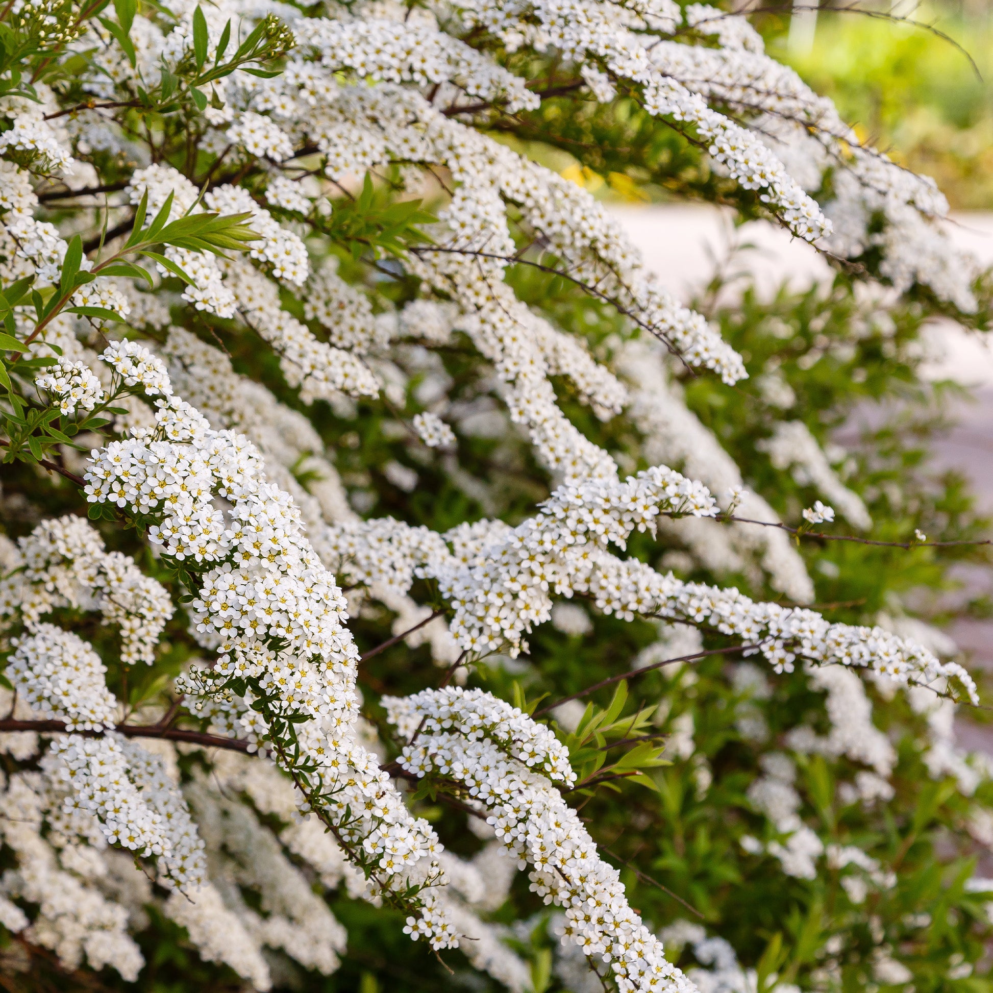 Verkauf Nippon-Spierstrauch ‘Snowmound’ - Spiraea