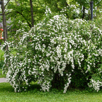 Nippon-Spierstrauch ‘Snowmound’ - Bakker