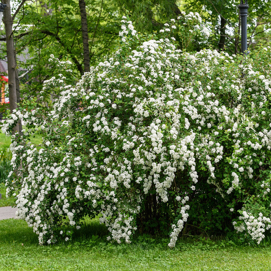 Nippon-Spierstrauch ‘Snowmound’ - Bakker
