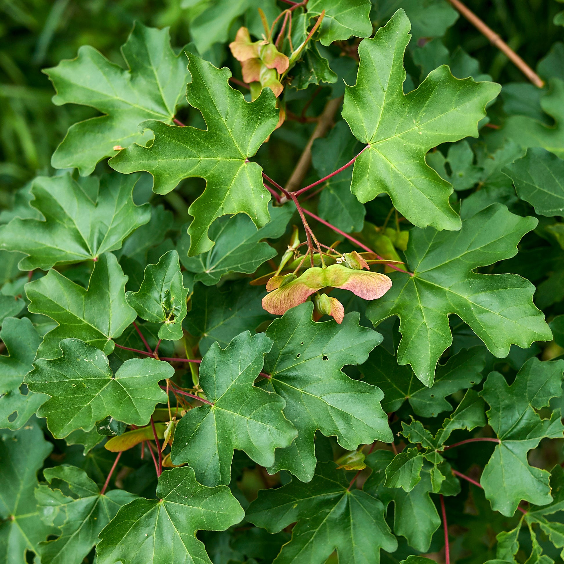 Feldahorn (x10) - Acer campestre - Bakker