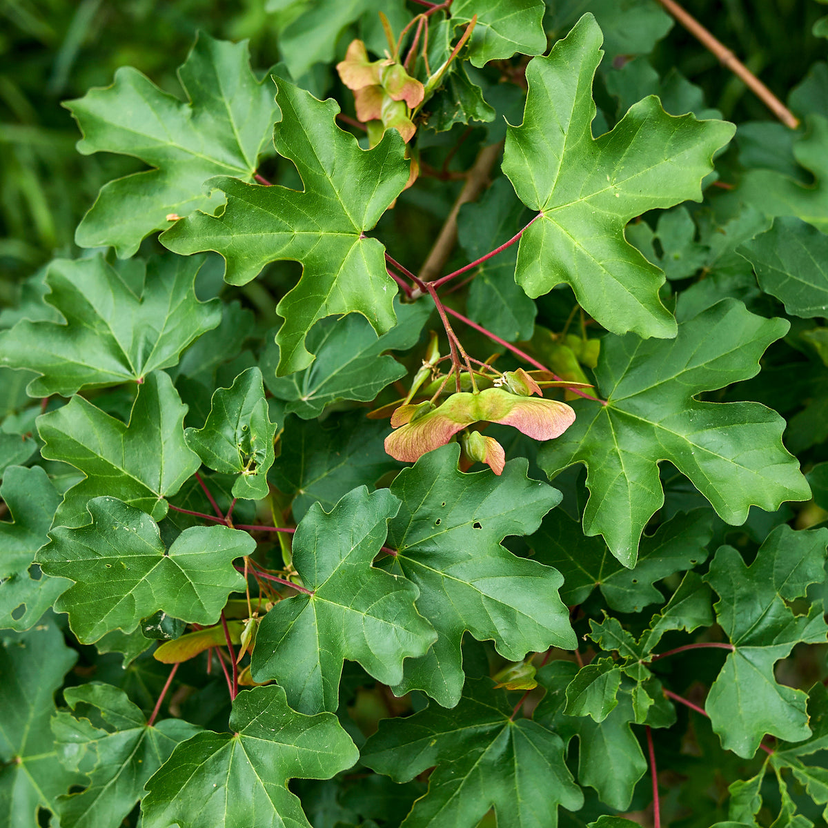 Feldahorn (x10) - Acer campestre - Bakker