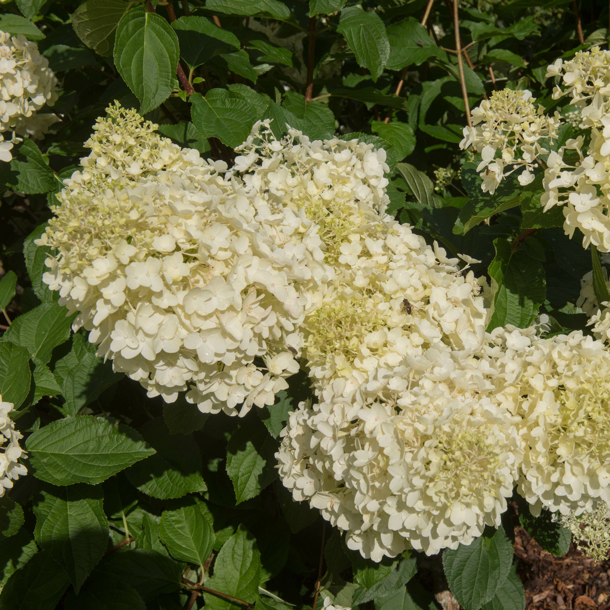 Verkauf Rispenhortensie 'Silver Dollar'