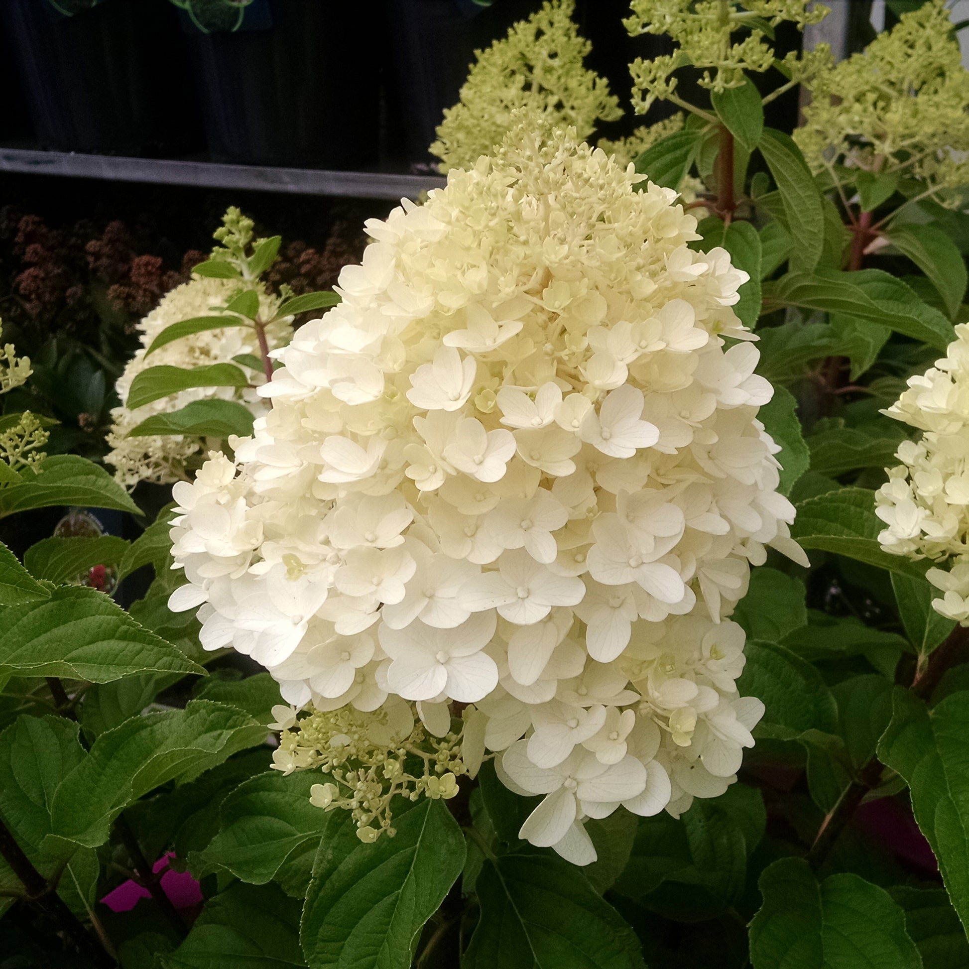Hydrangea paniculata Silver Dollar - Rispenhortensie 'Silver Dollar' - Rispenhortensie