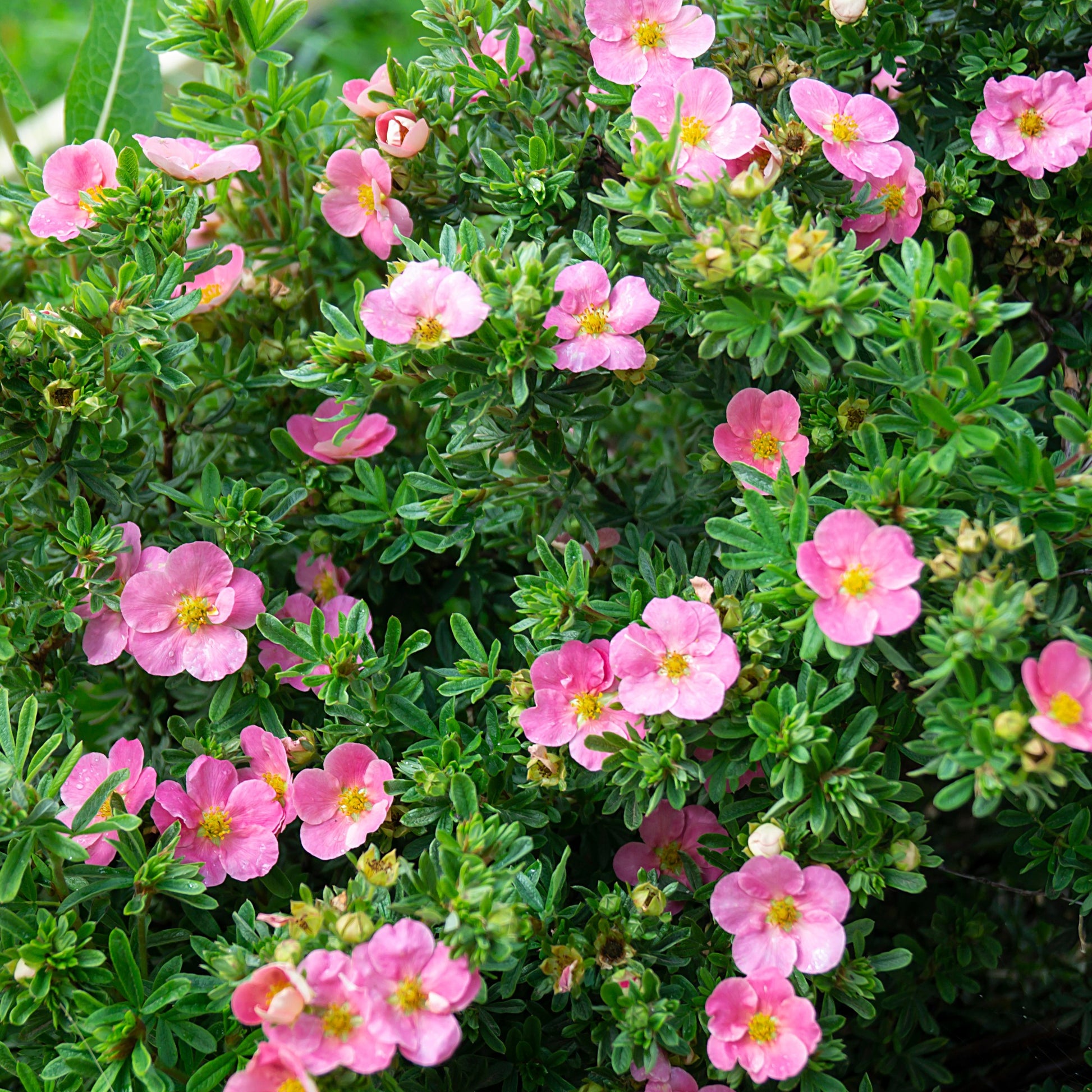 Fingerstrauch Bellissima® - Potentilla fruticosa Bellissima - Bakker