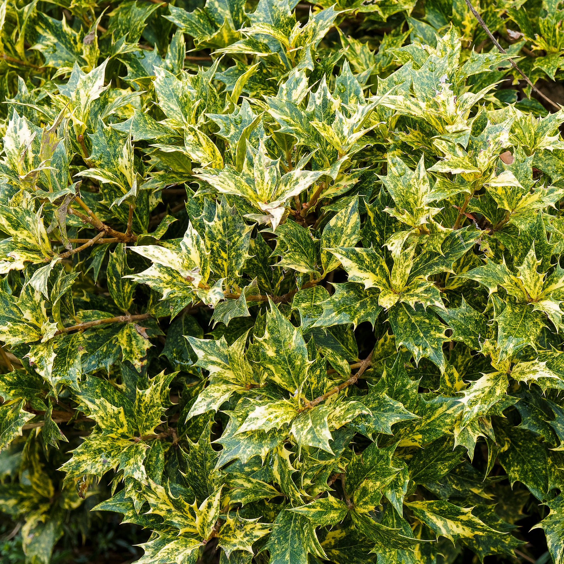 Osmanthus 'Goshiki' (buntlaubig) - Osmanthus heterophyllus Goshiki - Bakker