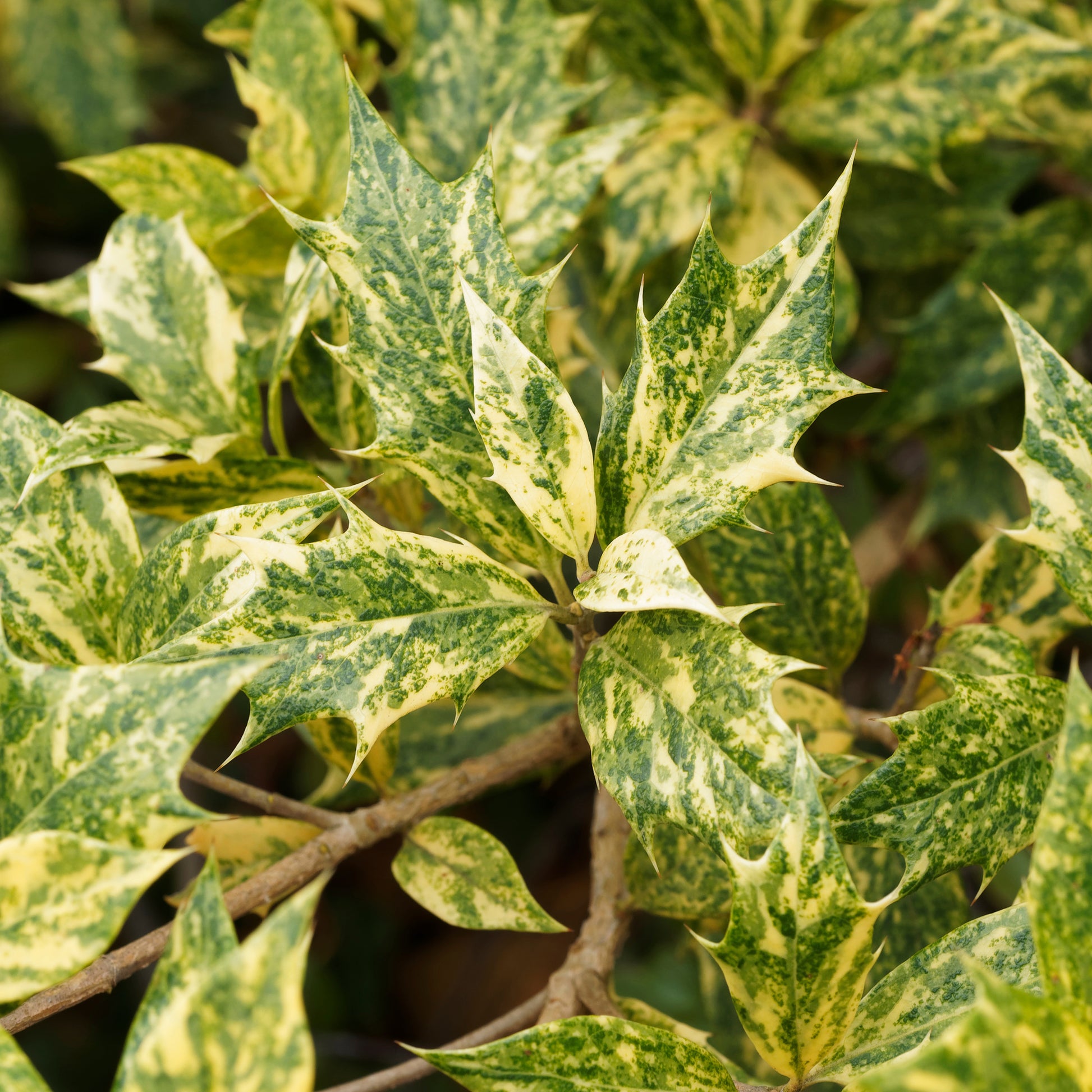 Balkonblumen - Osmanthus 'Goshiki' (buntlaubig) - Osmanthus heterophyllus Goshiki