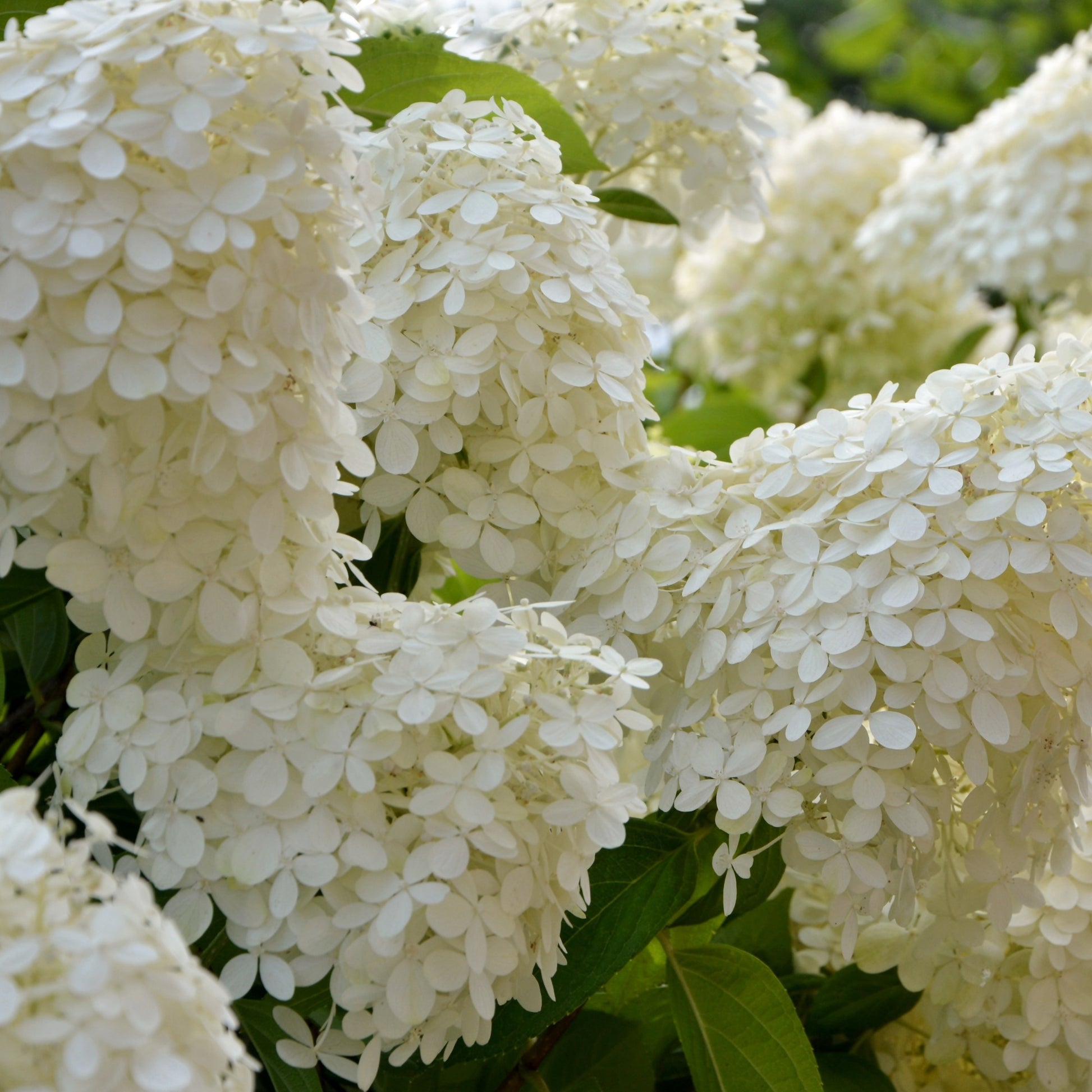 Rispenhortensie - Hydrangea paniculata selection - Bakker