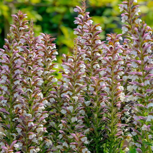 Stachelige Akanthus - Bakker