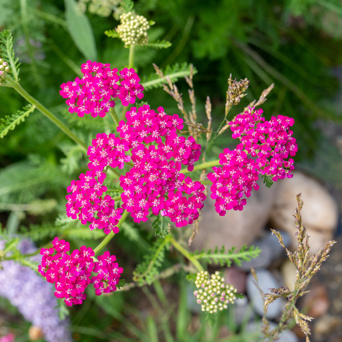 Blühende Stauden - Schafgarbe ‘Cerise Queen’ - Achillea millefolium Cerise Queen