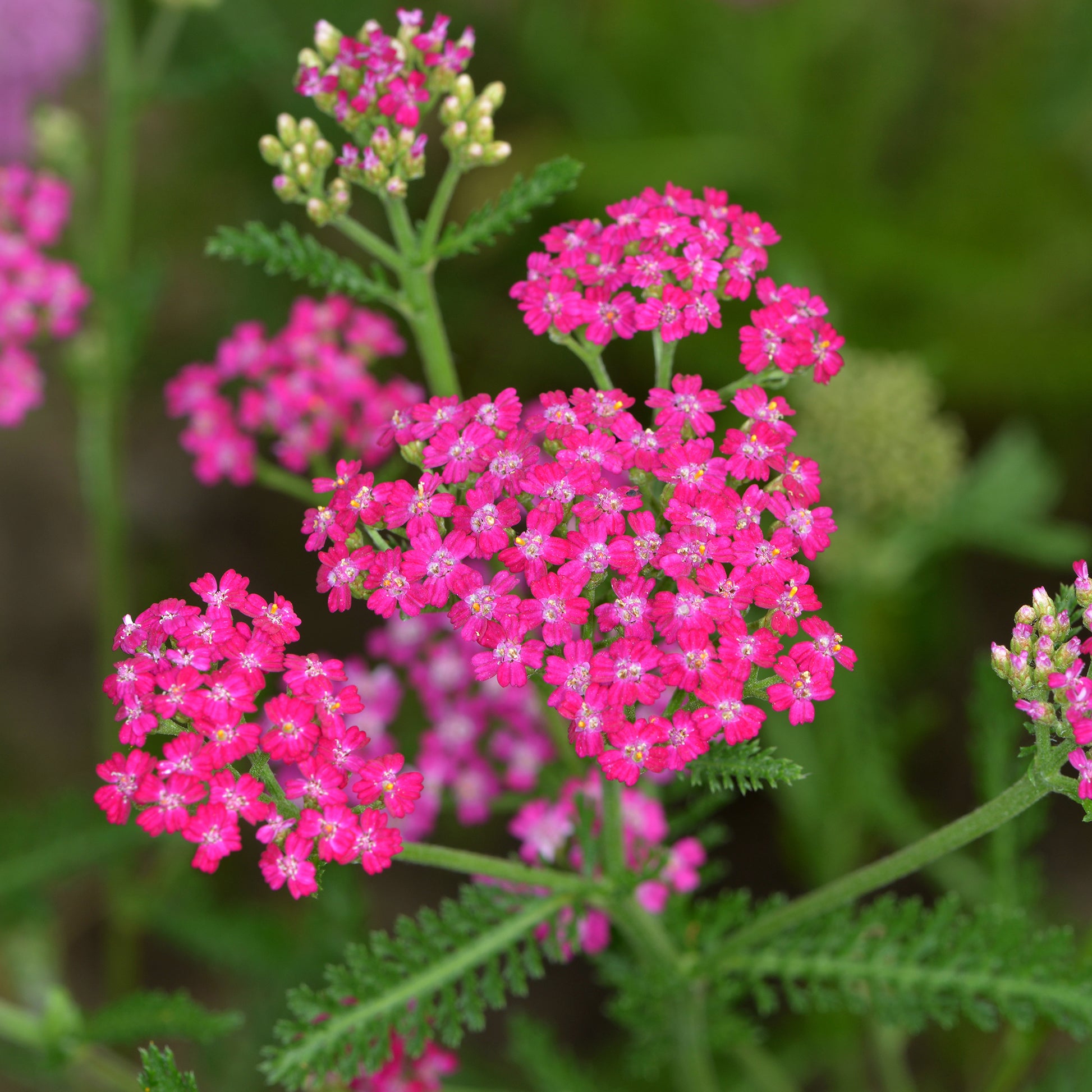 Schafgarbe ‘Cerise Queen’ - Achillea millefolium Cerise Queen - Bakker