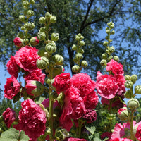 Stockrose Chater´s Double red - Bakker