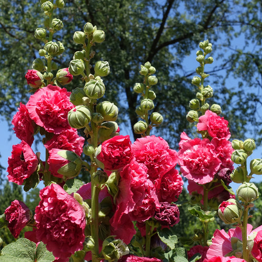 Stockrose Chater´s Double red - Bakker