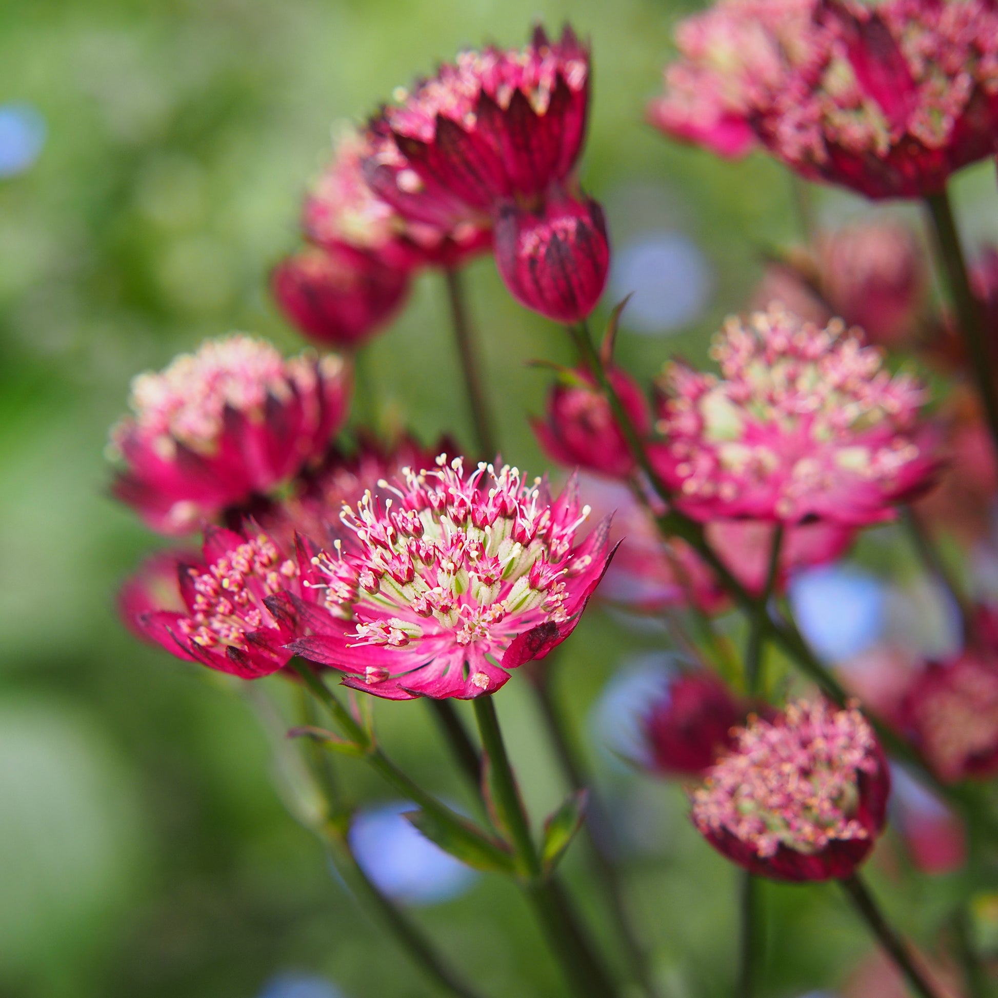 Sterndolde ‘Moulin Rouge’ - Astrantia major Moulin Rouge - Bakker