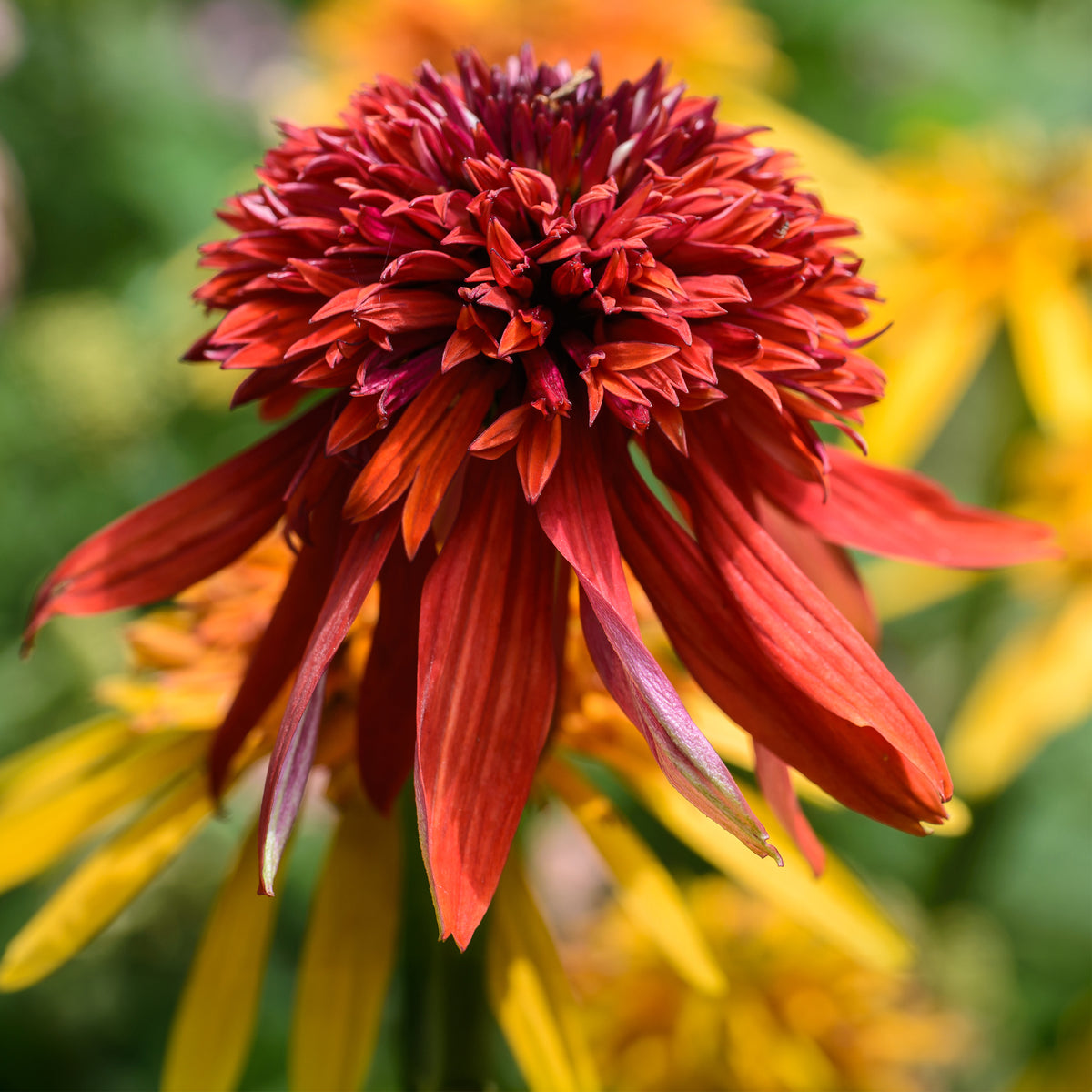 Echinacea Eccentric - Bakker