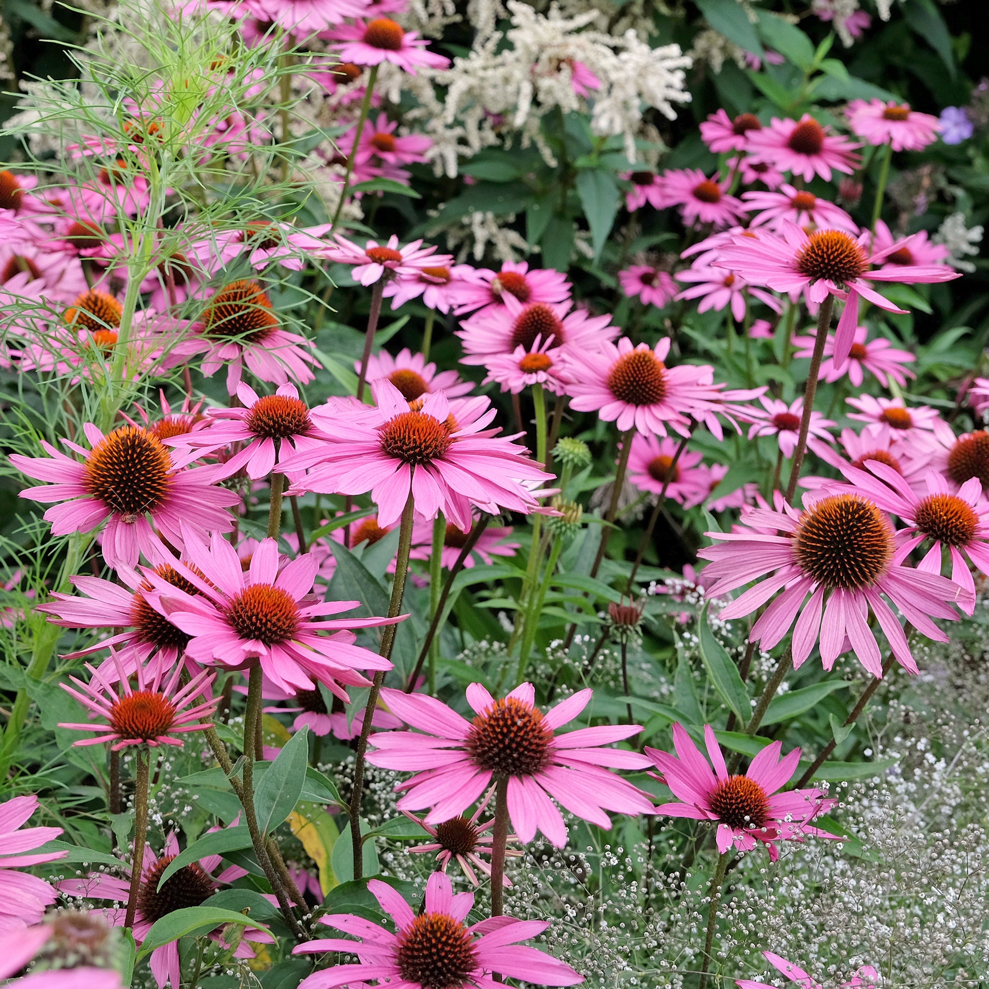 Blühende Stauden - Sonnenhut ‘Rubinstern’ - Echinacea purpurea Rubinstern