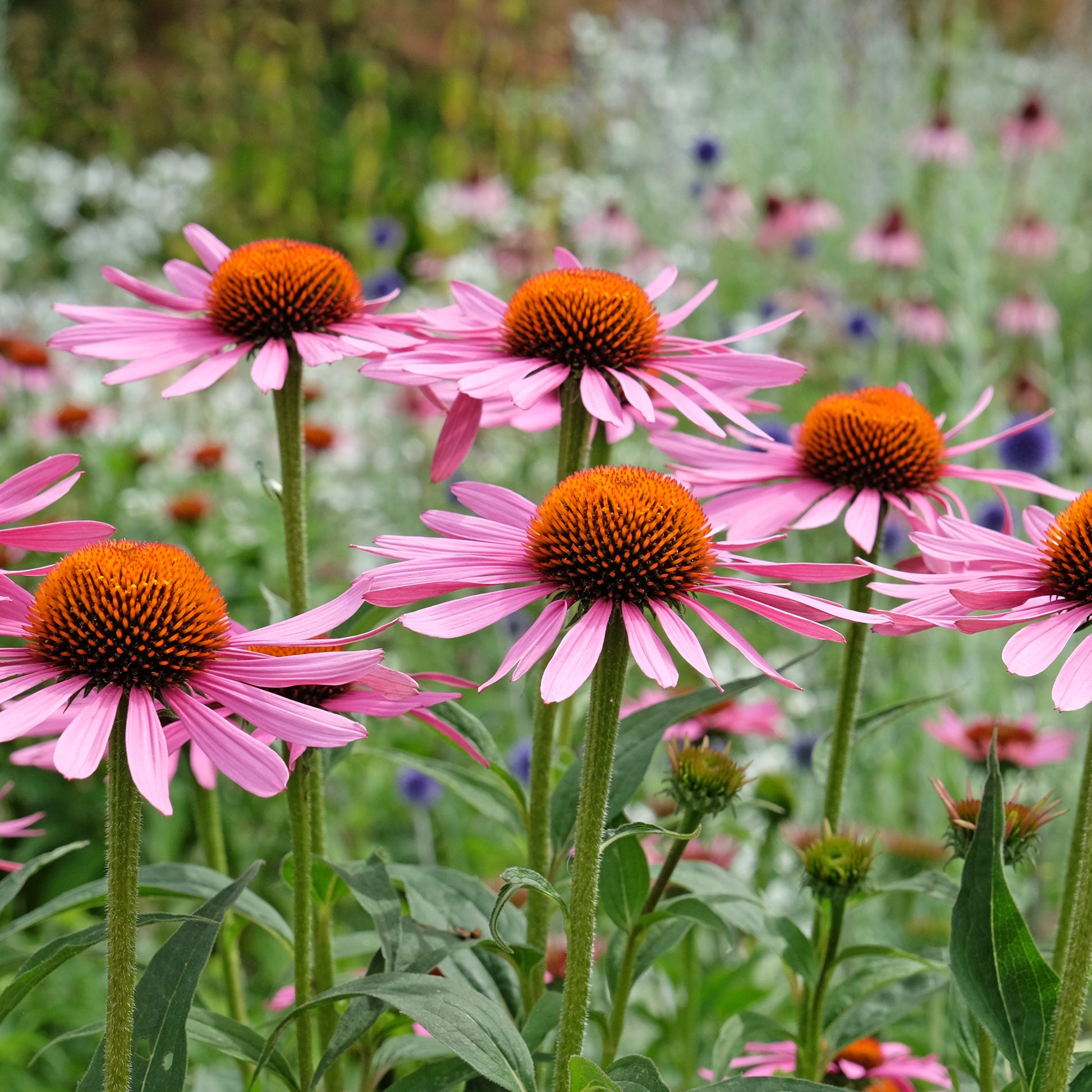 Echinacea purpurea Rubinstern - Sonnenhut ‘Rubinstern’ - Blühende Stauden