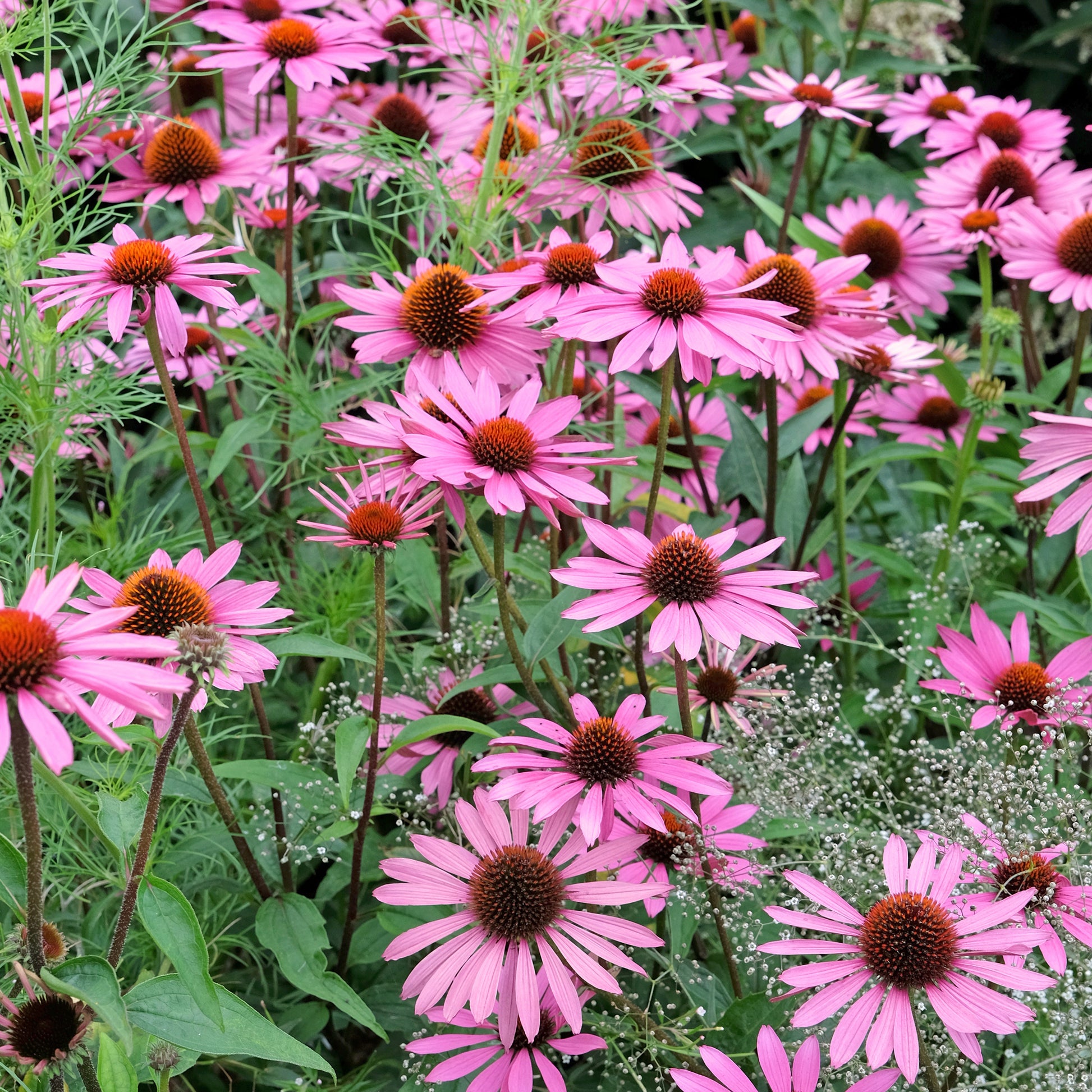 Sonnenhut ‘Rubinstern’ - Echinacea purpurea Rubinstern - Bakker