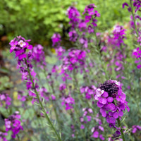 Stauden - Strauch-Goldlack ‘Bowles Mauve’ - Erysimum linifolium Bowles Mauve