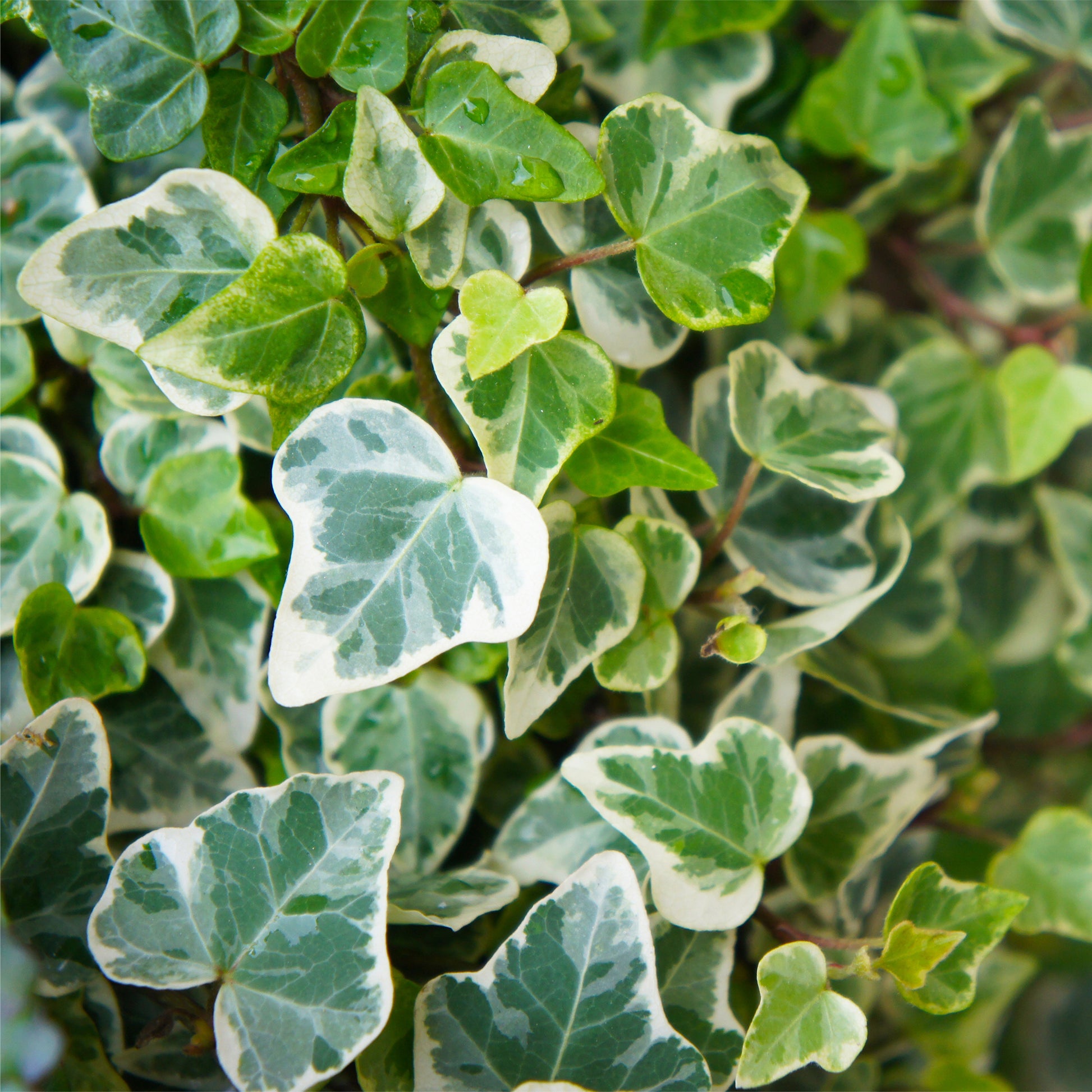 Kletter-Efeu - Hedera - Weißgrüner Efeu 'Glacier' - Hedera helix Glacier