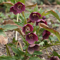 Lenzrose ‘Red Hybrids’ - Bakker