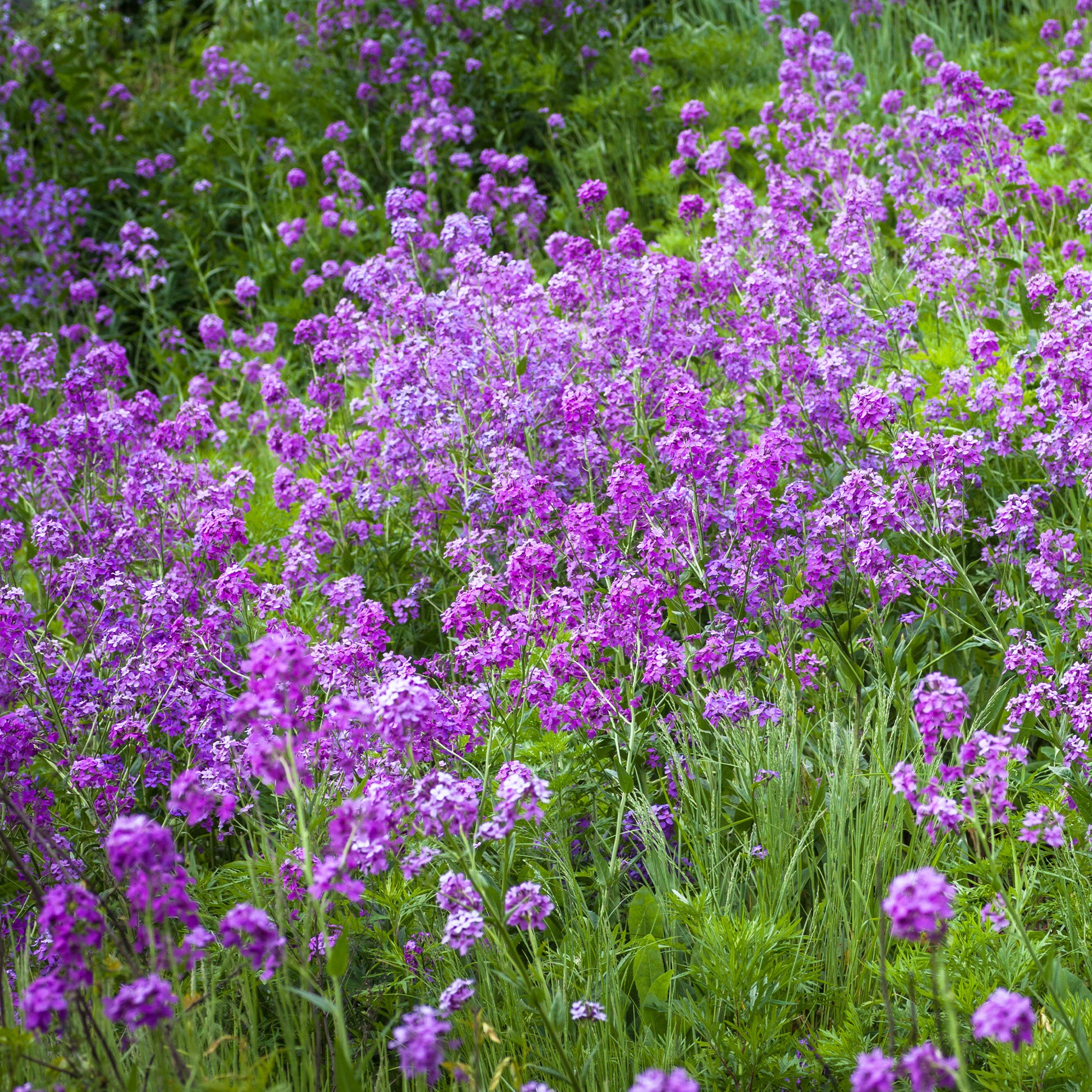 Stauden - Nachtviole - Hesperis matronalis