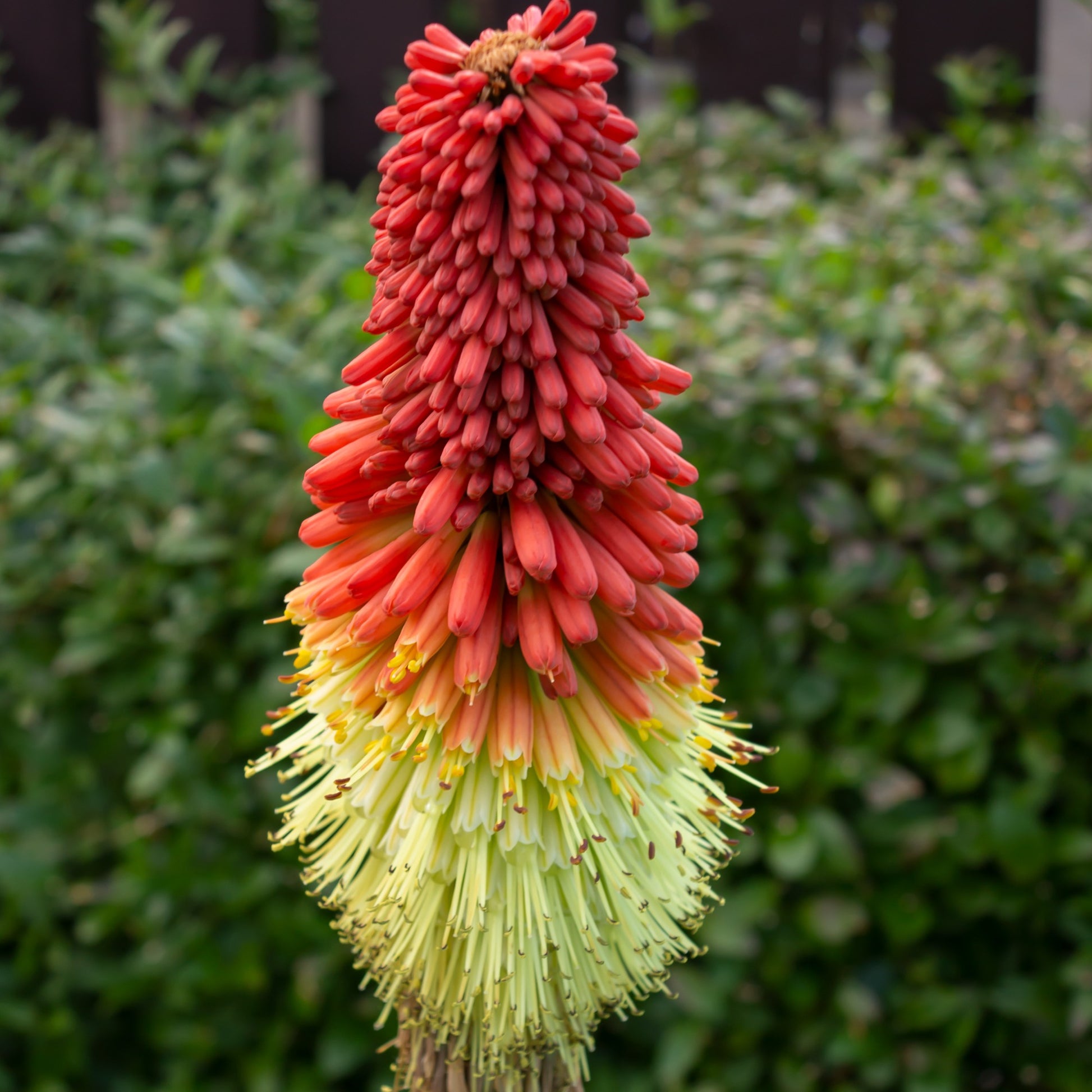 Fackellilie ‘Papaya Popsicle’ - Bakker