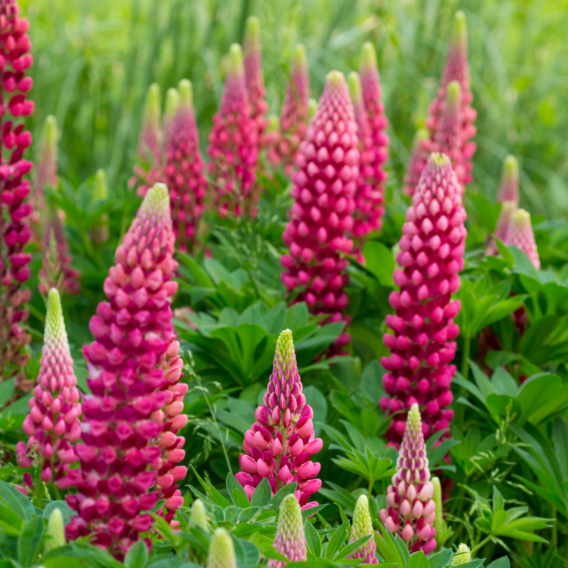 Lupine ‘Gallery Red’ - Lupinus Gallery Red - Bakker