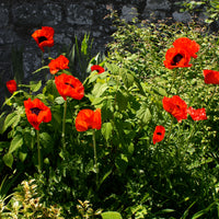 Orientalischer Mohn 'Beauty of Livermere' - Papaver orientale Beauty of Livermere - Bakker
