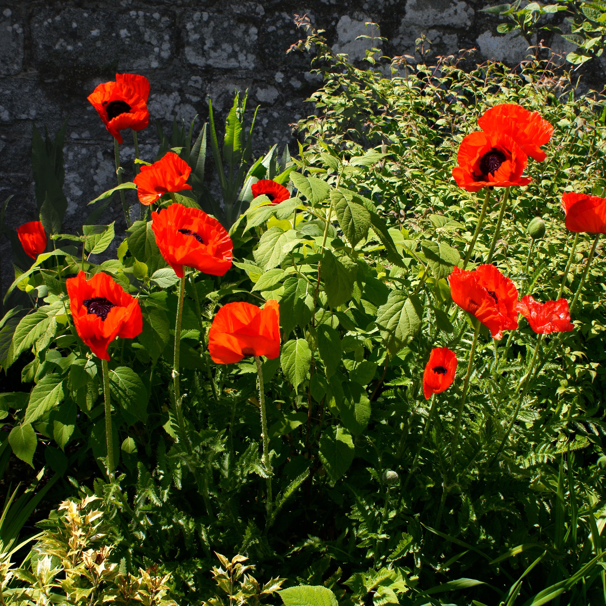Orientalischer Mohn 'Beauty of Livermere' - Papaver orientale Beauty of Livermere - Bakker