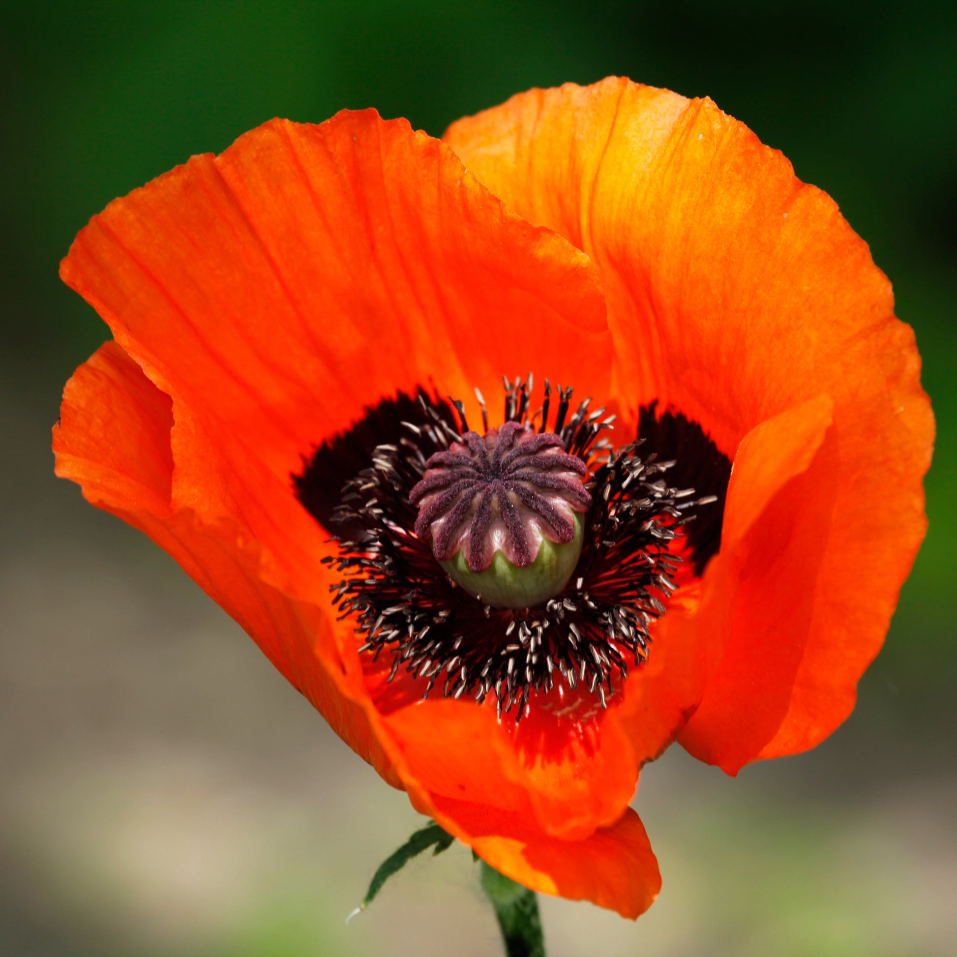 Orientalischer Mohn 'Brillant' - Papaver orientale Brilliant - Bakker