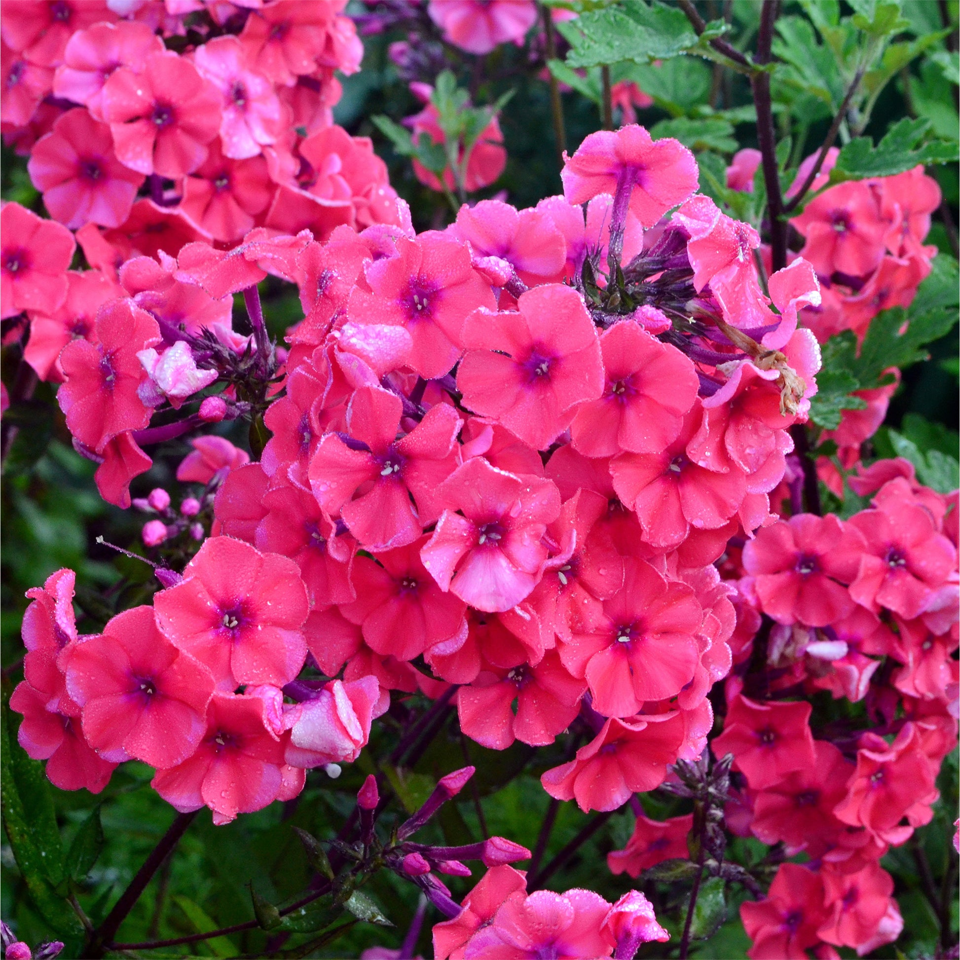Phlox paniculata Starfire - Hohe Flammenblume 'Starfire' - Phlox