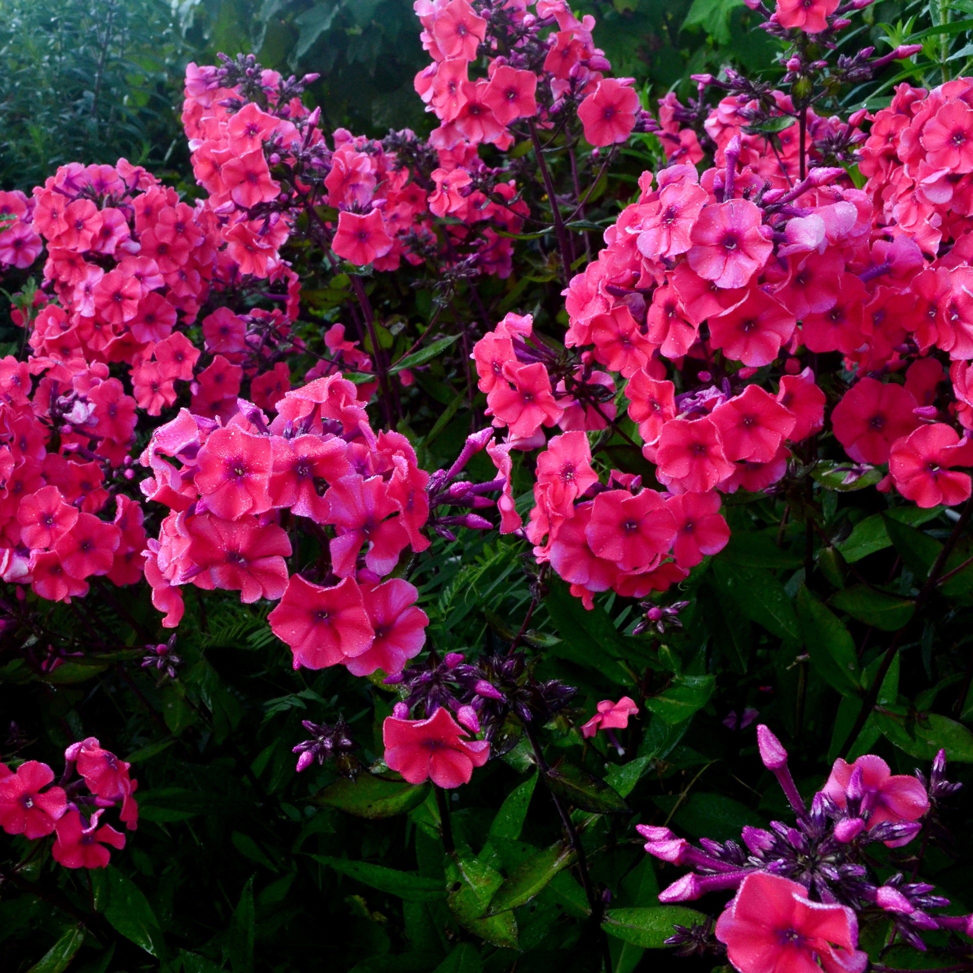 Hohe Flammenblume 'Starfire' - Bakker