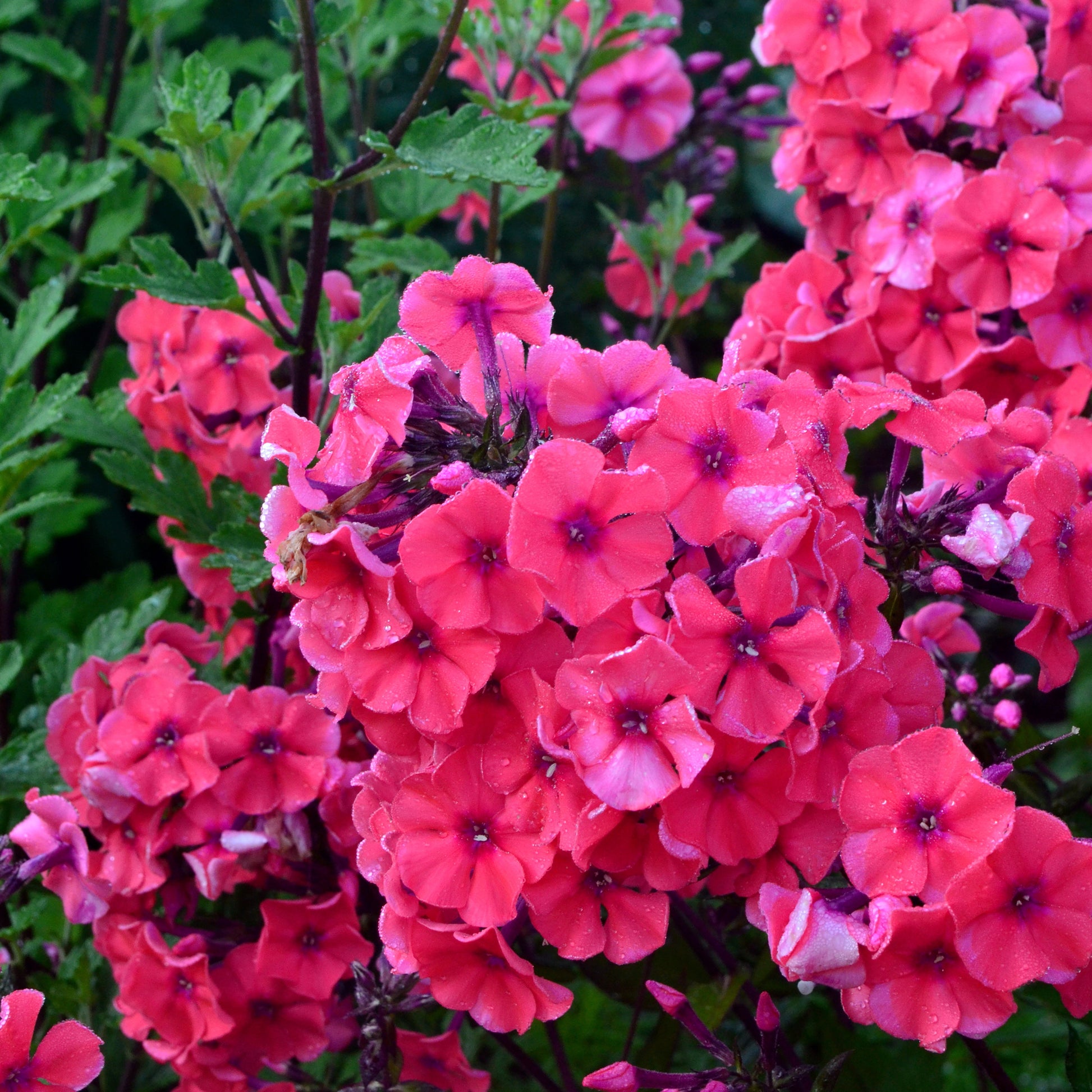 Hohe Flammenblume 'Starfire' - Phlox paniculata Starfire - Bakker