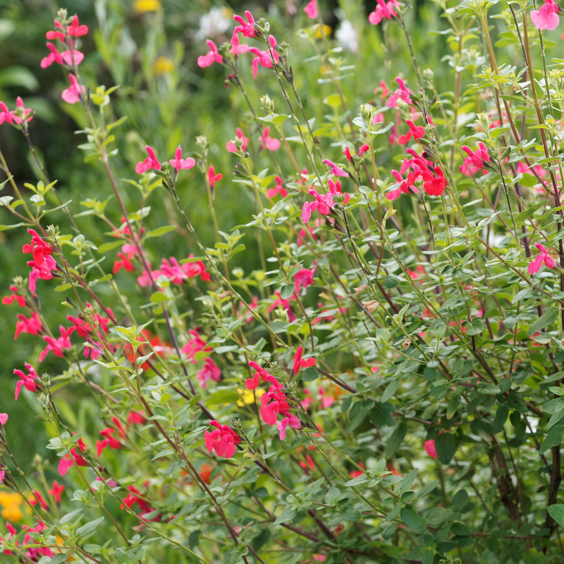 Johannisbeer-Salbei Grahamii - Salvia microphylla (grahamii) - Bakker