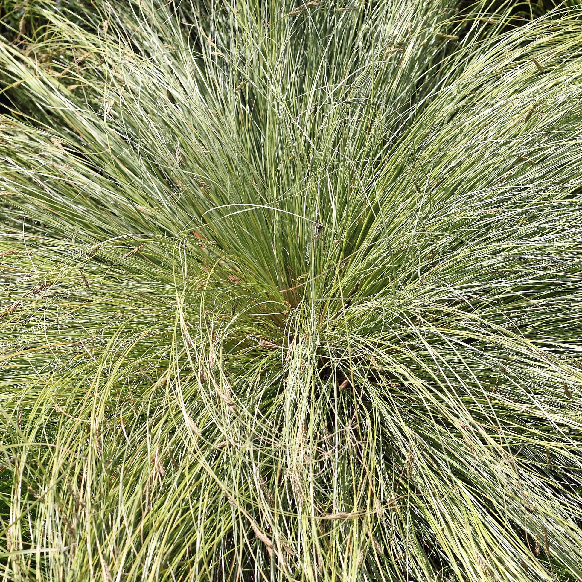 Segge 'Frosted Curls' - Carex comans frosted curls - Bakker
