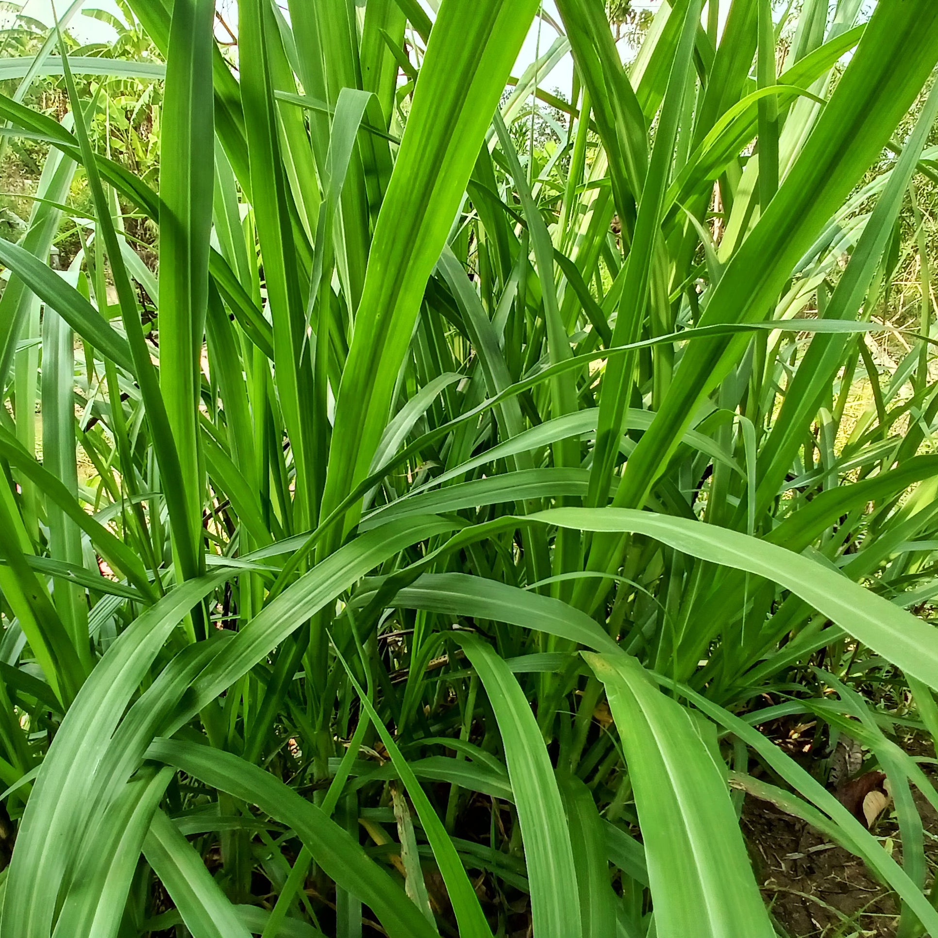 Carex - Hängende Seggen - Carex pendula