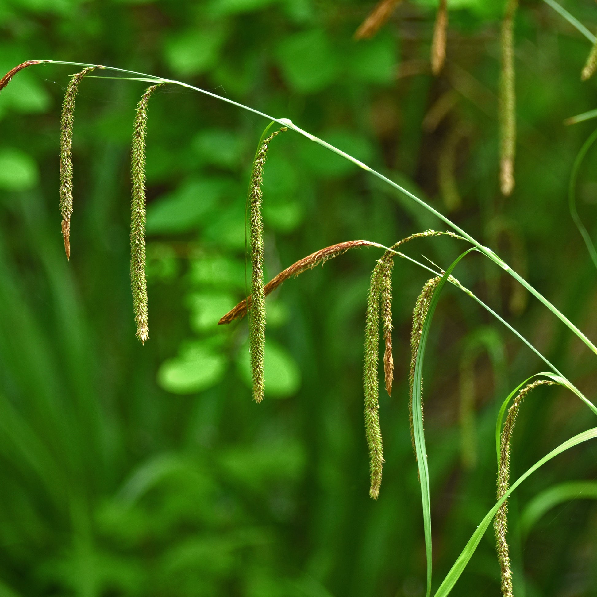 Carex pendula - Hängende Seggen - Carex