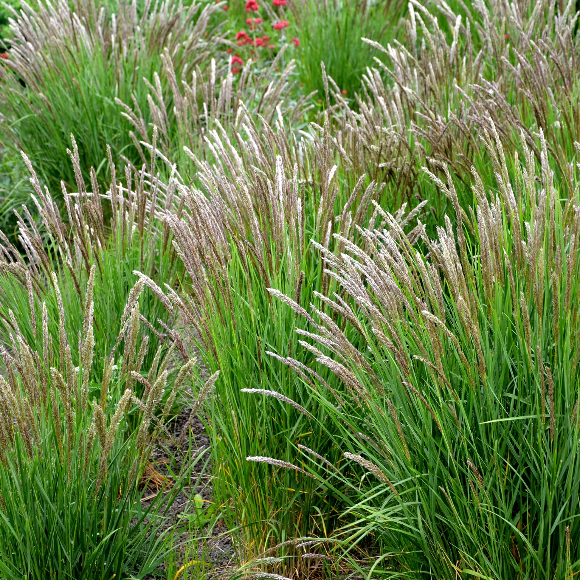 Wimper-Perlgras - Melica ciliata - Bakker