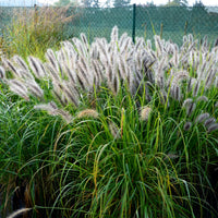 Verkauf 5 Stauden für ein naturnahes Beet - Stipa gigantea, Pennisetum alopecuroides,Rudbeckia fulgida,Achillea millefolium,Persicaria amplexicaulis 