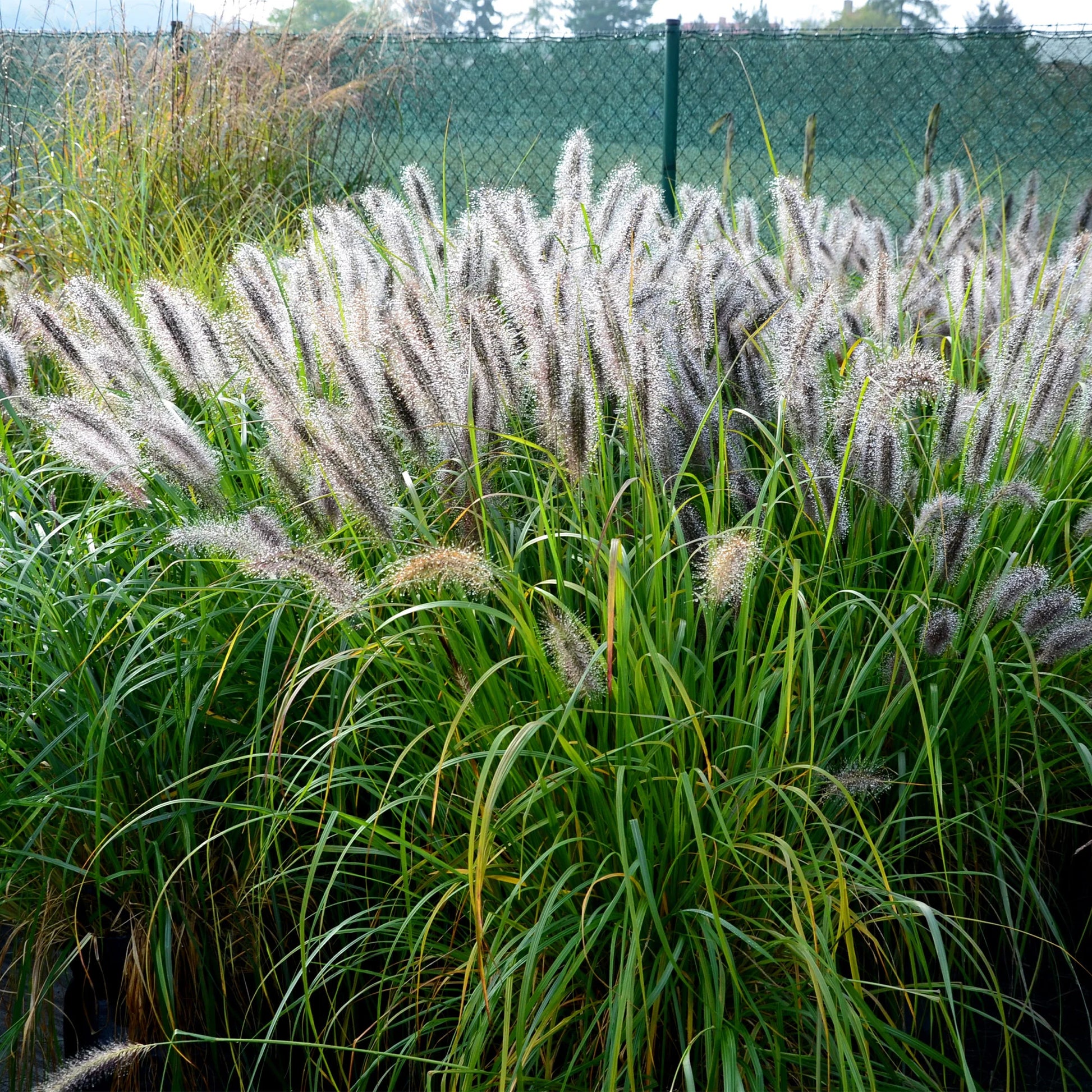 Verkauf 5 Stauden für ein naturnahes Beet - Stipa gigantea, Pennisetum alopecuroides,Rudbeckia fulgida,Achillea millefolium,Persicaria amplexicaulis 