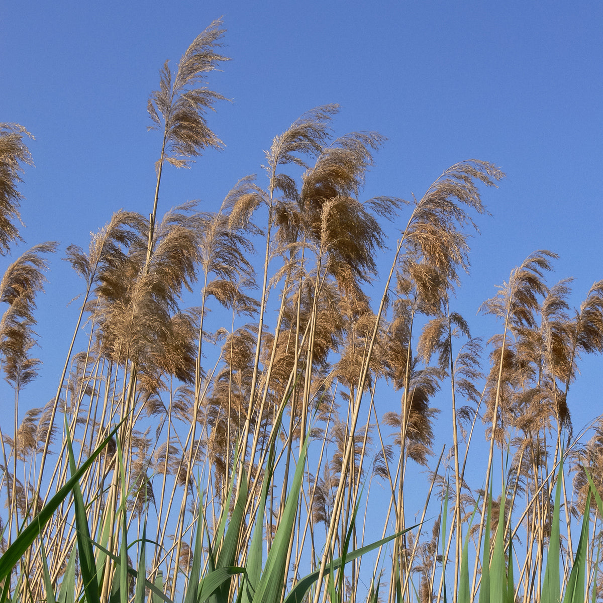 Gewöhnliches Schilfrohr - Phragmites australis - Bakker