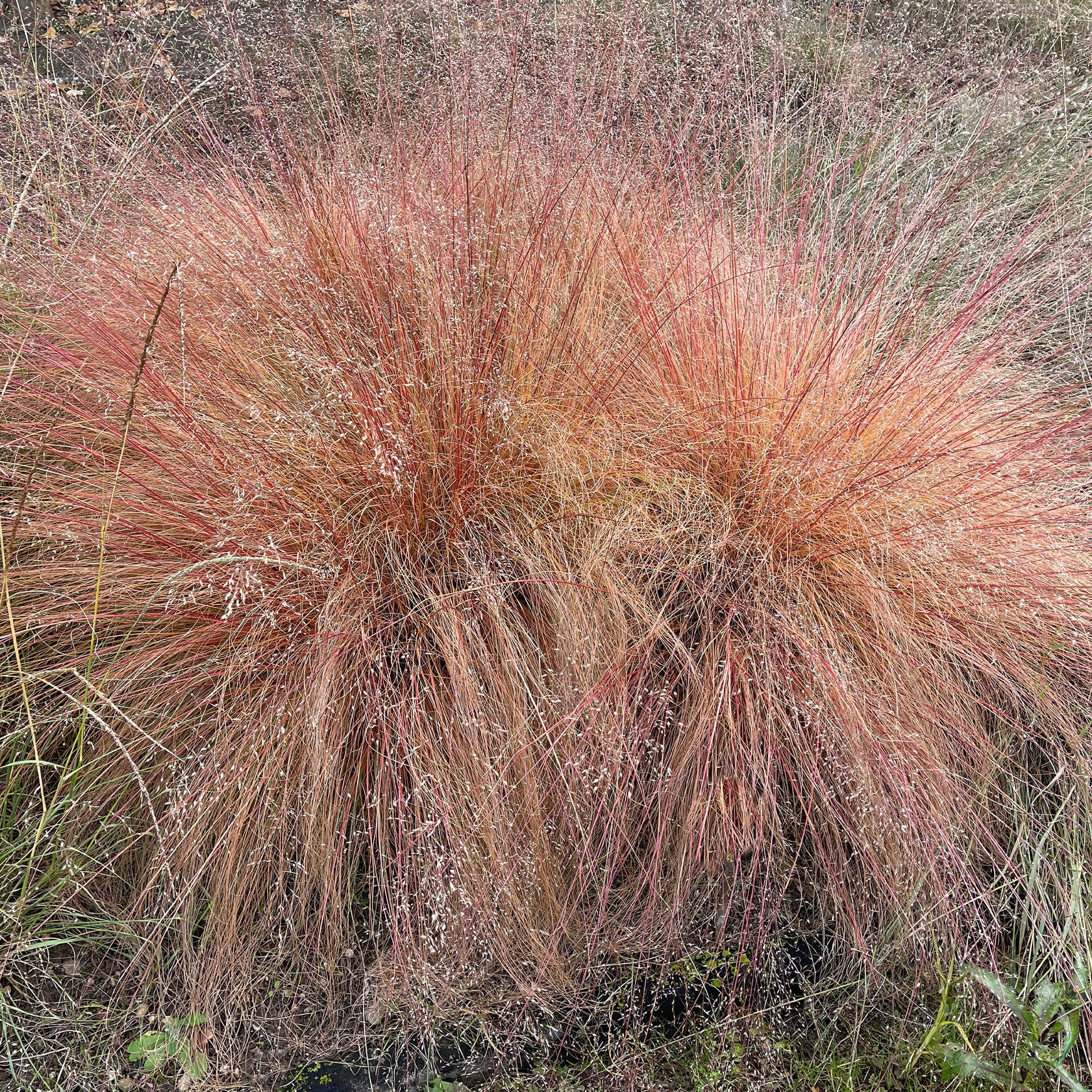 Sporobolus heterolepis - Prärie-Tropfengras - Gräser