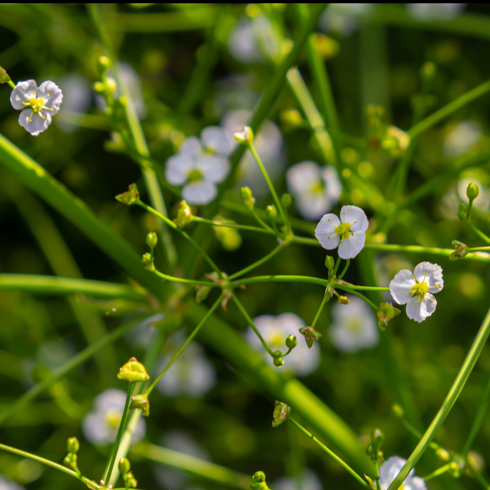 Gewöhnlicher Froschlöffel - Alisma plantago-aquatica - Bakker