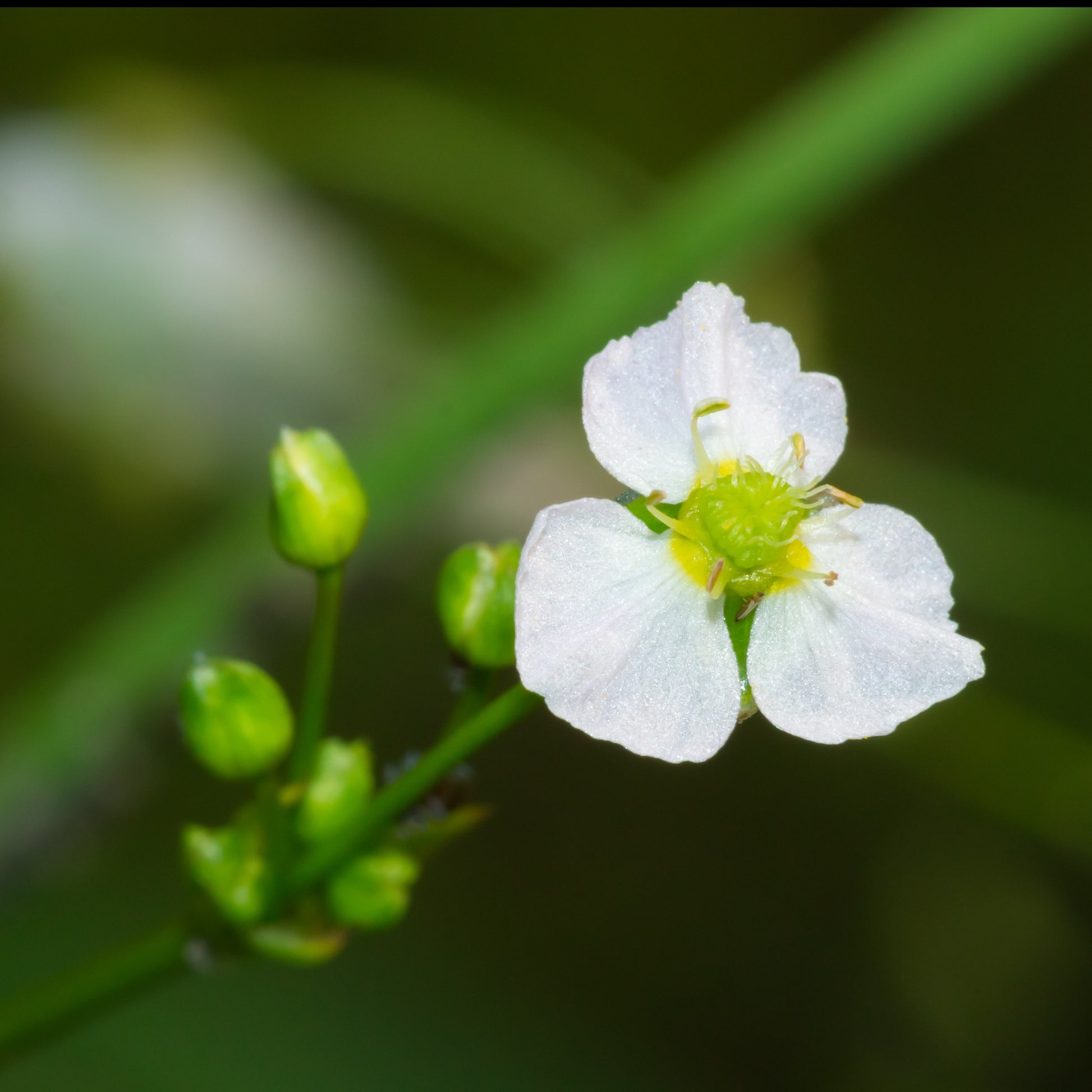 Nackte Wurzeln - Gewöhnlicher Froschlöffel - Alisma plantago-aquatica
