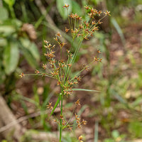 Wohlriechende Erdmandel - Cyperus longus - Bakker