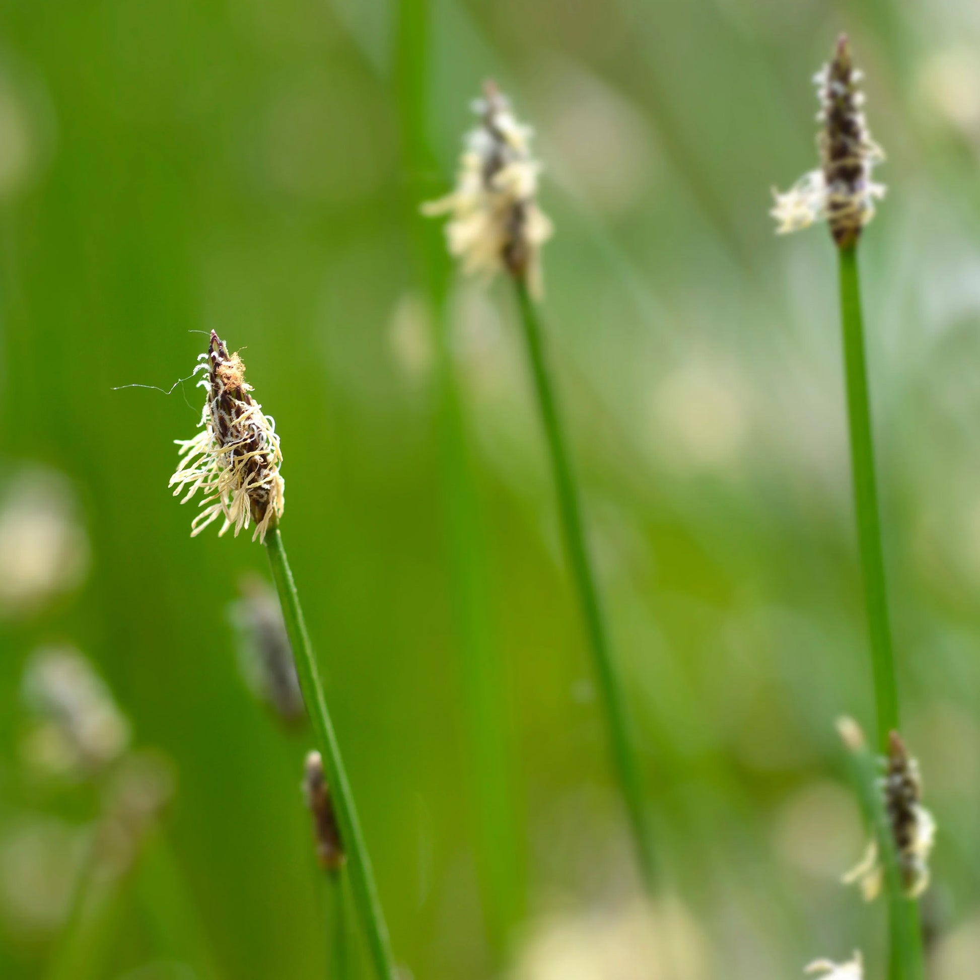 Gewöhnliche Sumpfbinse - Eleocharis palustris - Bakker