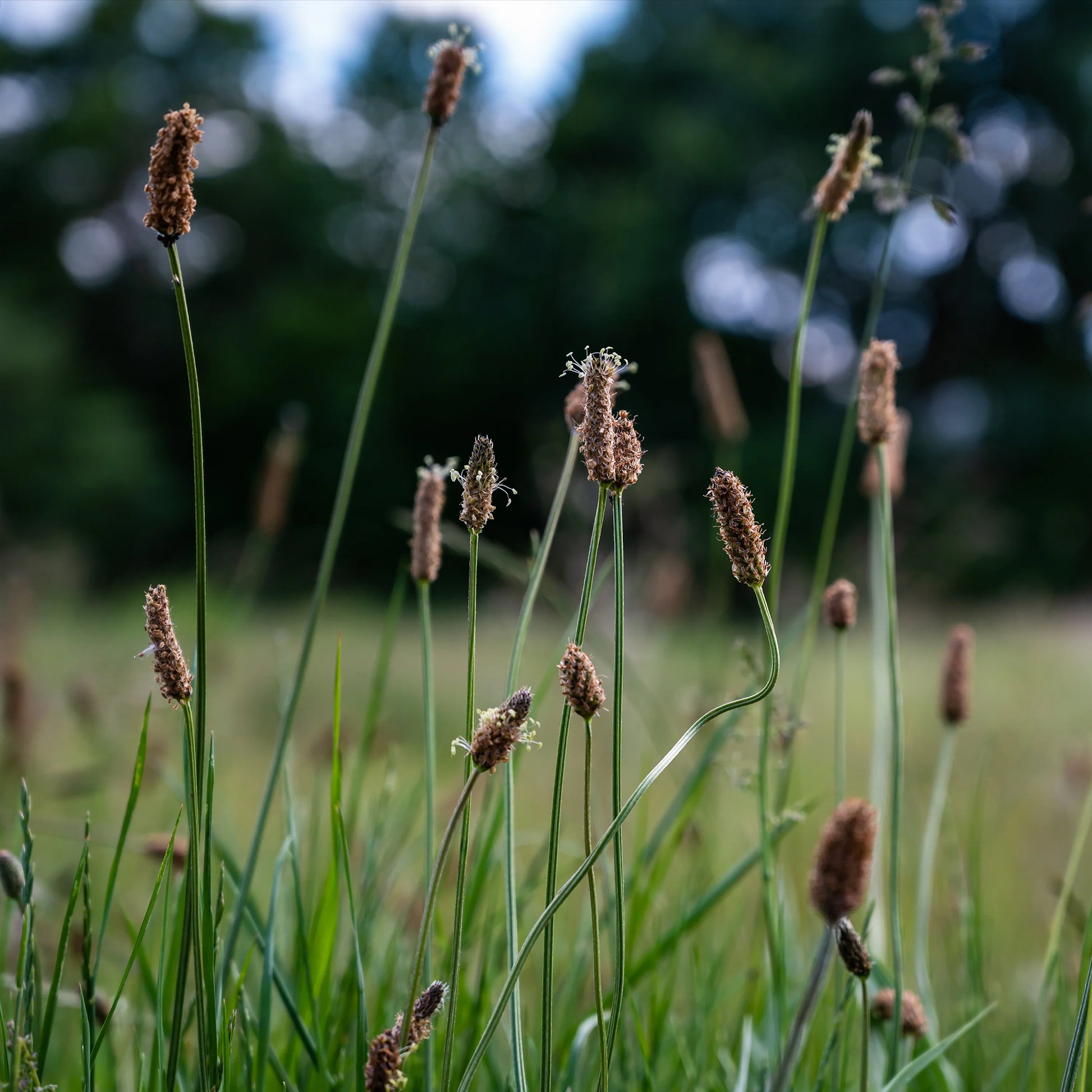 Eleocharis palustris - Gewöhnliche Sumpfbinse - Uferpflanzen