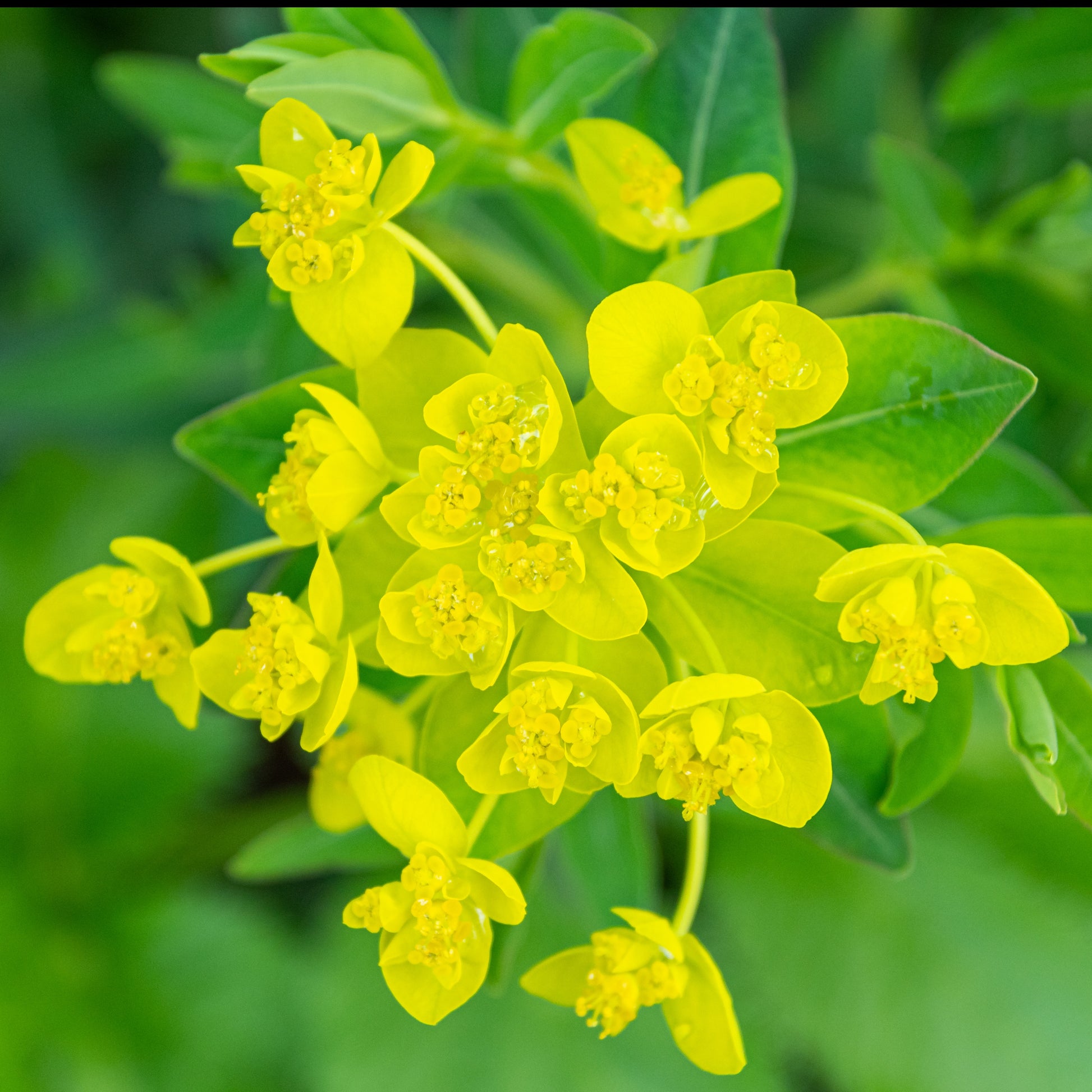 Sumpfwolfsmilch - Euphorbia palustris - Bakker