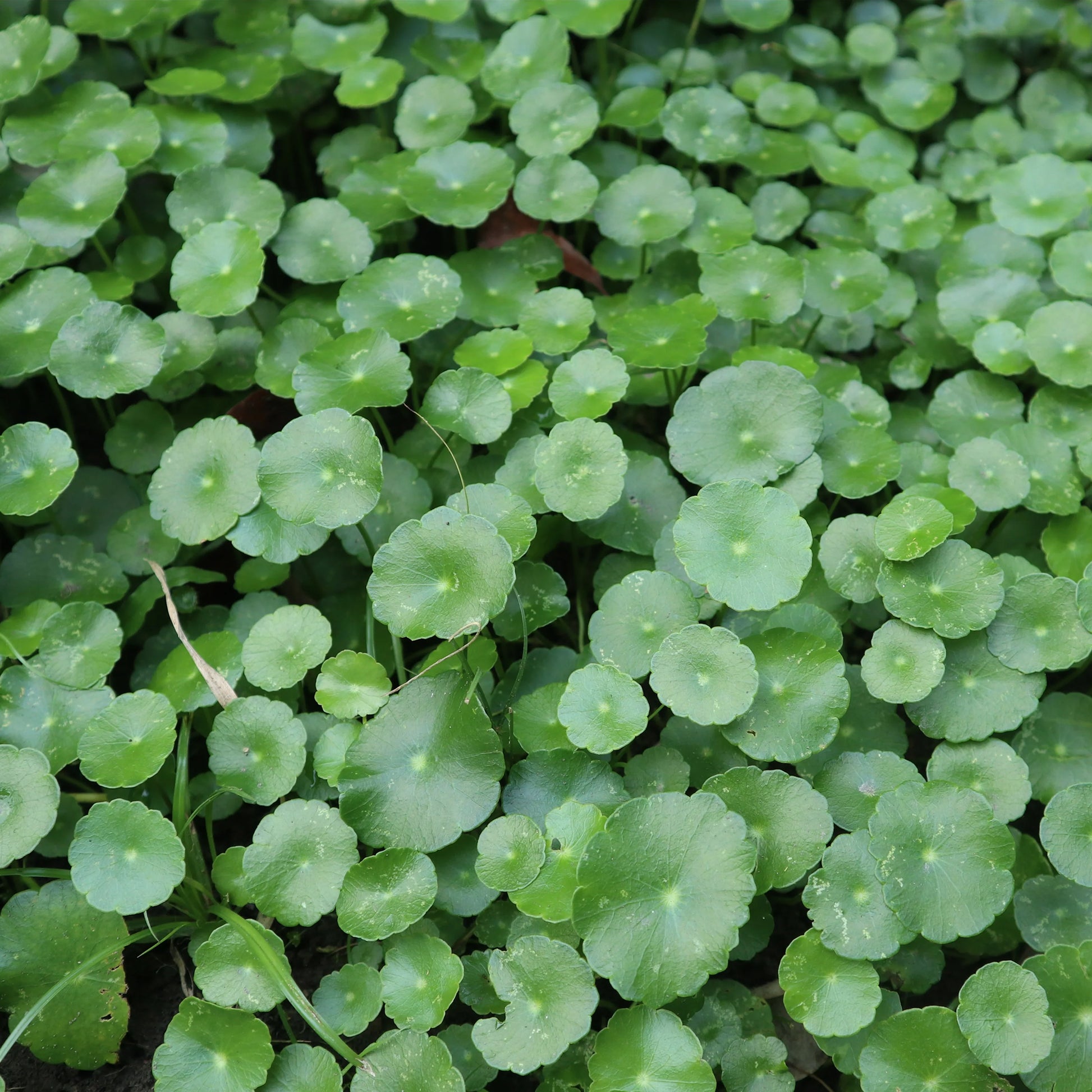 Wassernabel - Hydrocotyle vulgaris - Bakker